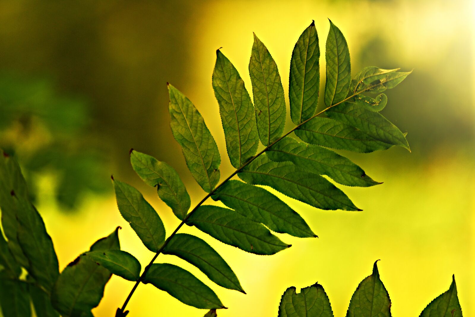 Nikon D750 sample photo. Leaf, twig, vein photography
