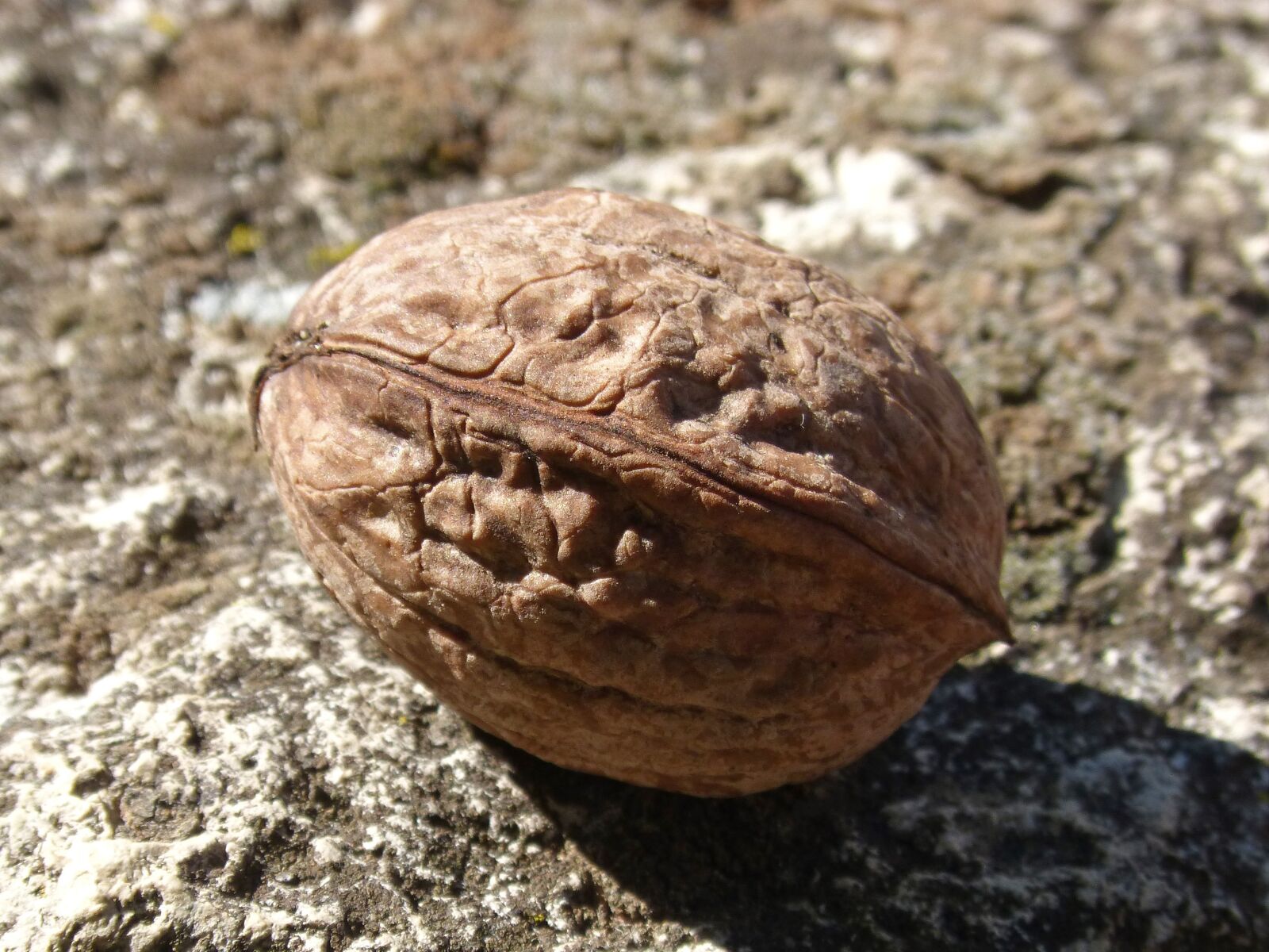 Panasonic DMC-FZ62 sample photo. Nut, closed, dry fruit photography