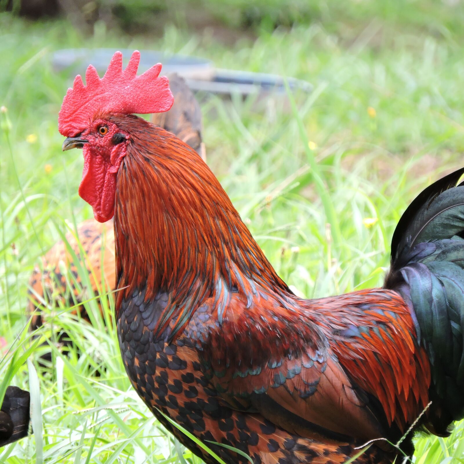 Nikon Coolpix P600 sample photo. Rooster, farm, barnyard photography
