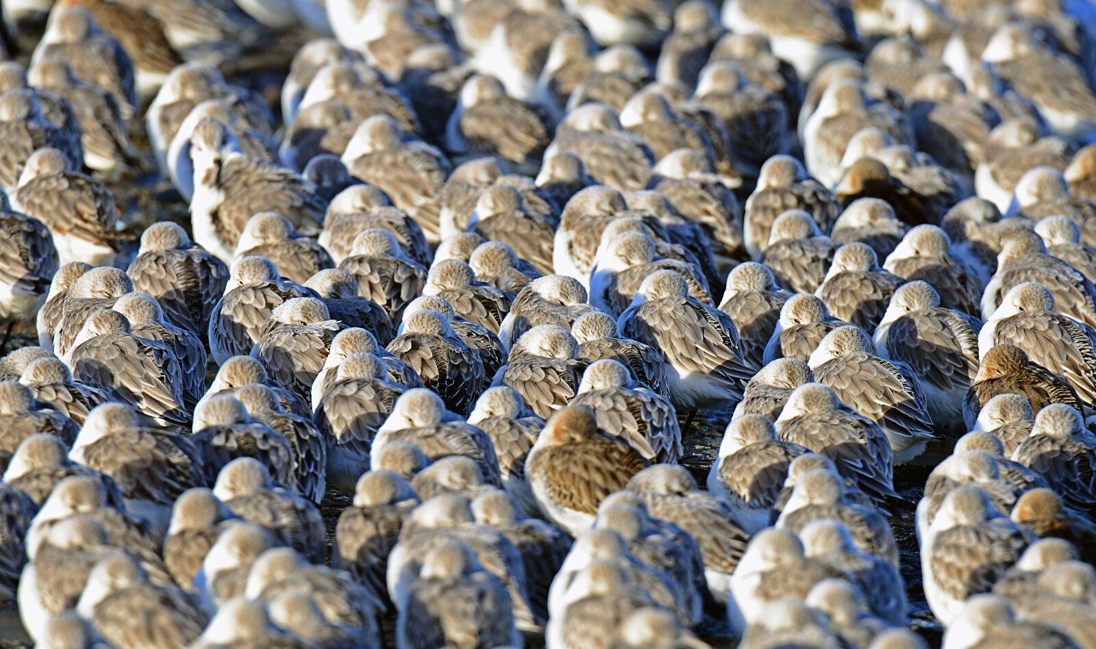 Nikon D600 sample photo. Sanderlings, birds, cuxhaven photography