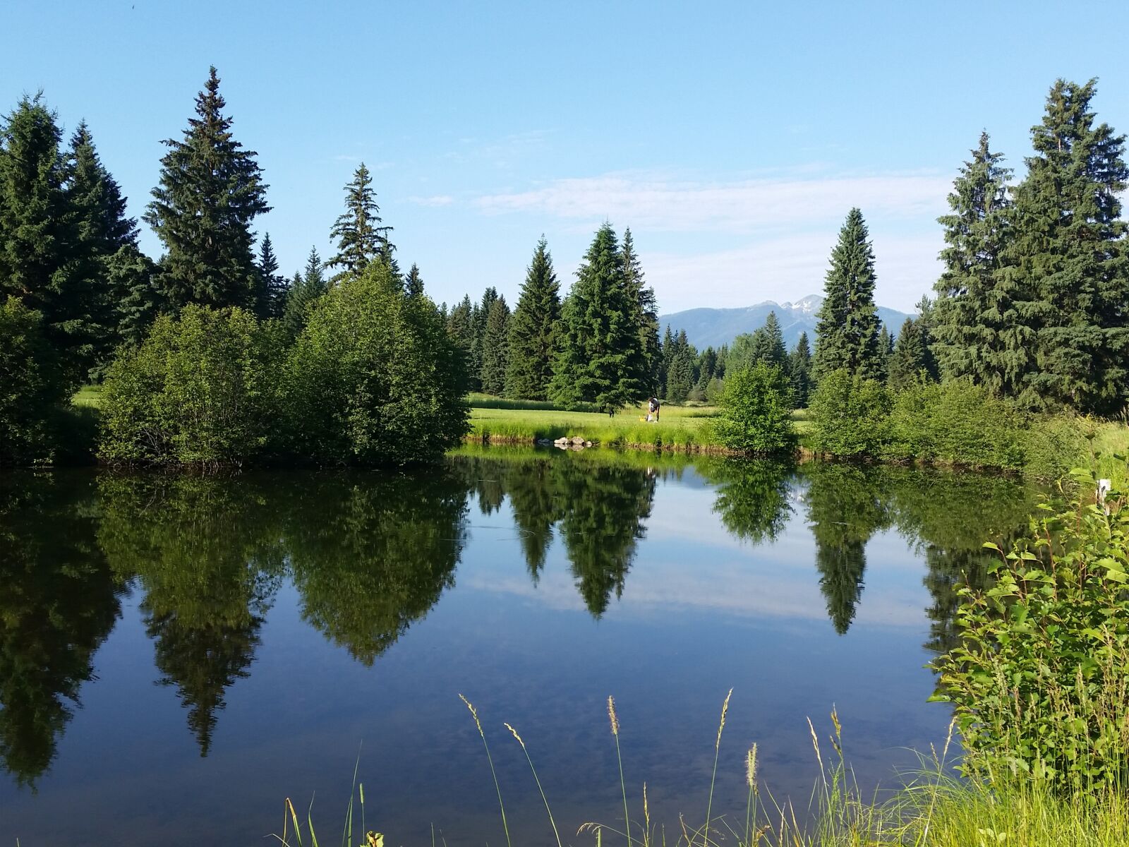 Samsung Galaxy S5 sample photo. Forrest, montana, wilderness photography