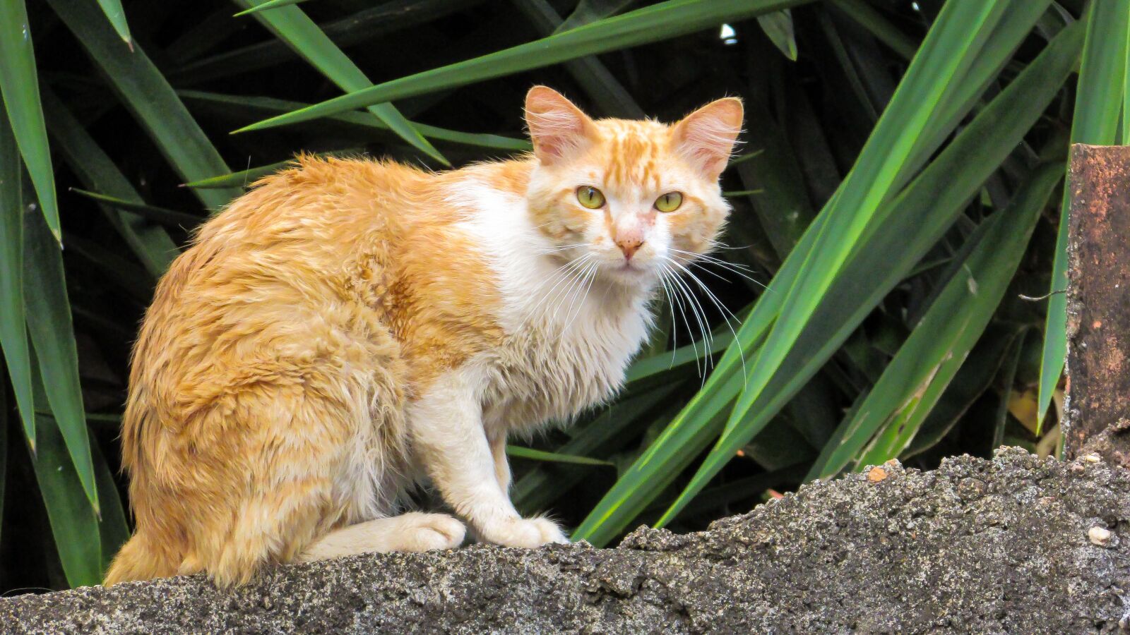 Canon PowerShot SX400 IS sample photo. Cat, feline, animal photography