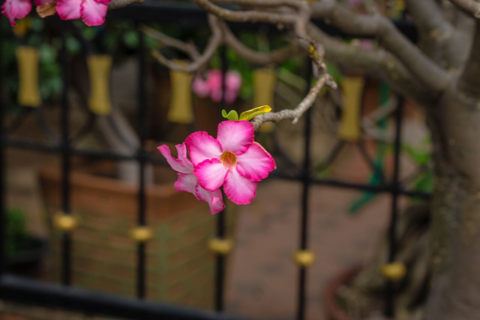Canon EOS 700D (EOS Rebel T5i / EOS Kiss X7i) + Canon EF 50mm F1.8 STM sample photo. Invited to visit, flower photography