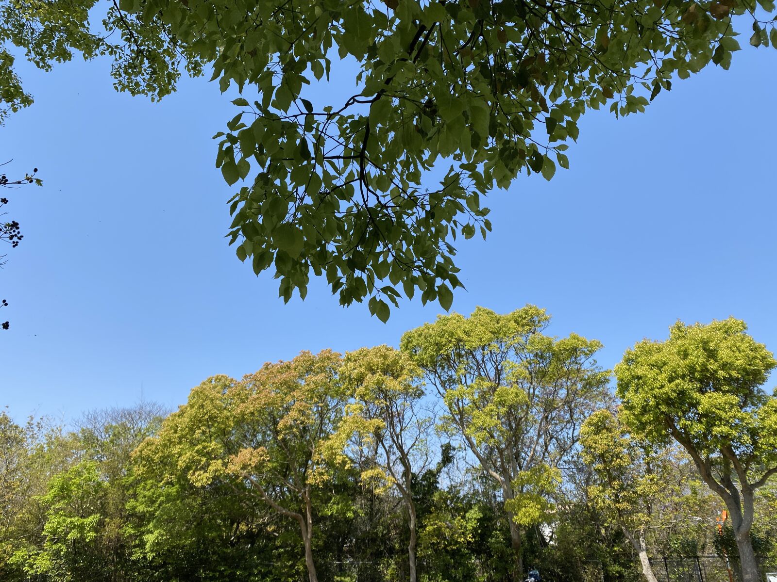 Apple iPhone 11 Pro Max sample photo. Tree, leaf, sky photography