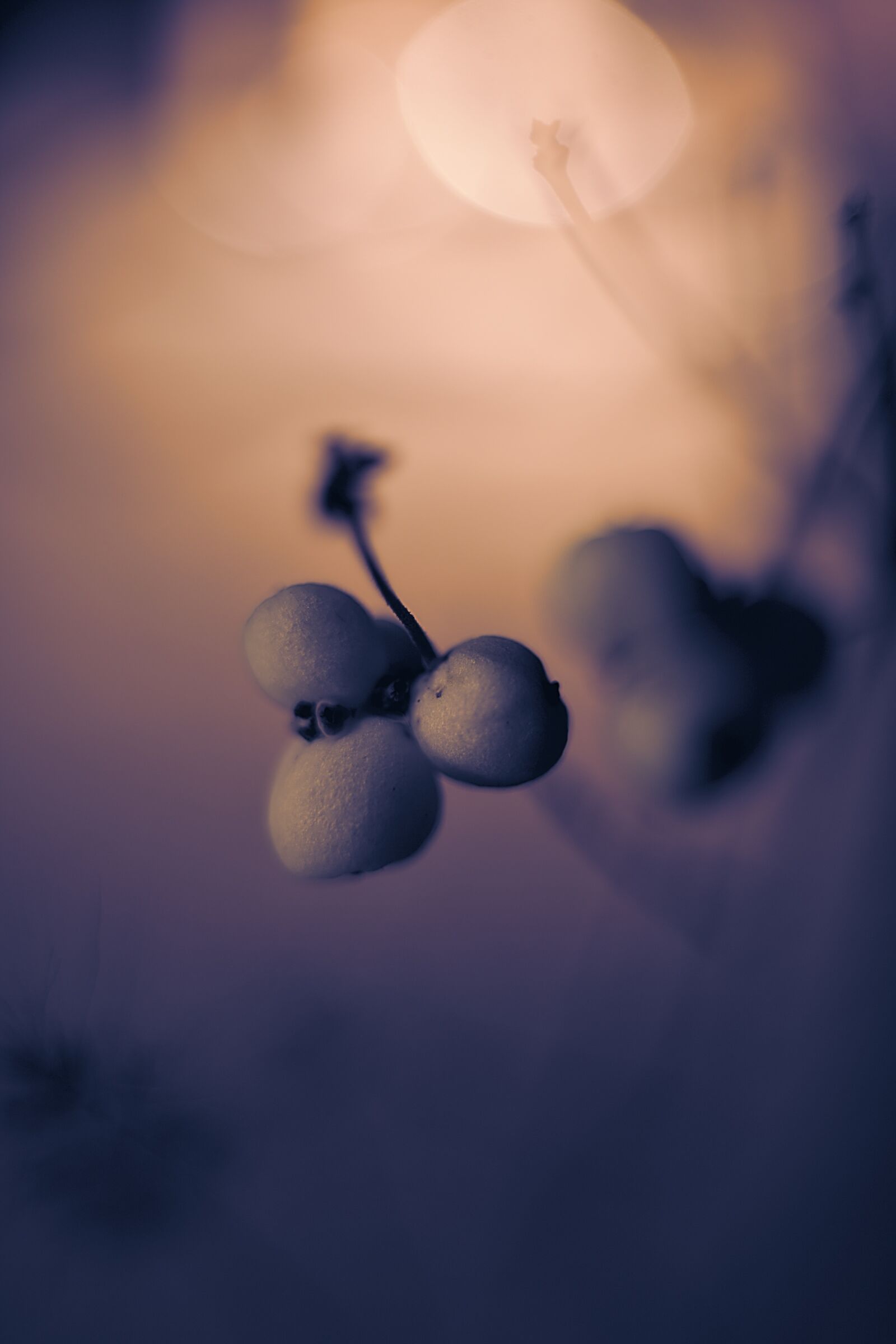 Canon EOS 6D Mark II sample photo. Berries, rowanberries, nature photography