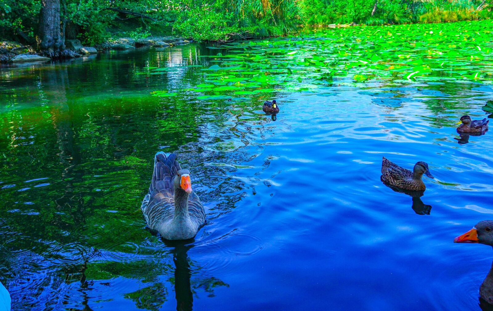 Sony a6000 sample photo. Geese, ducks, the lake photography
