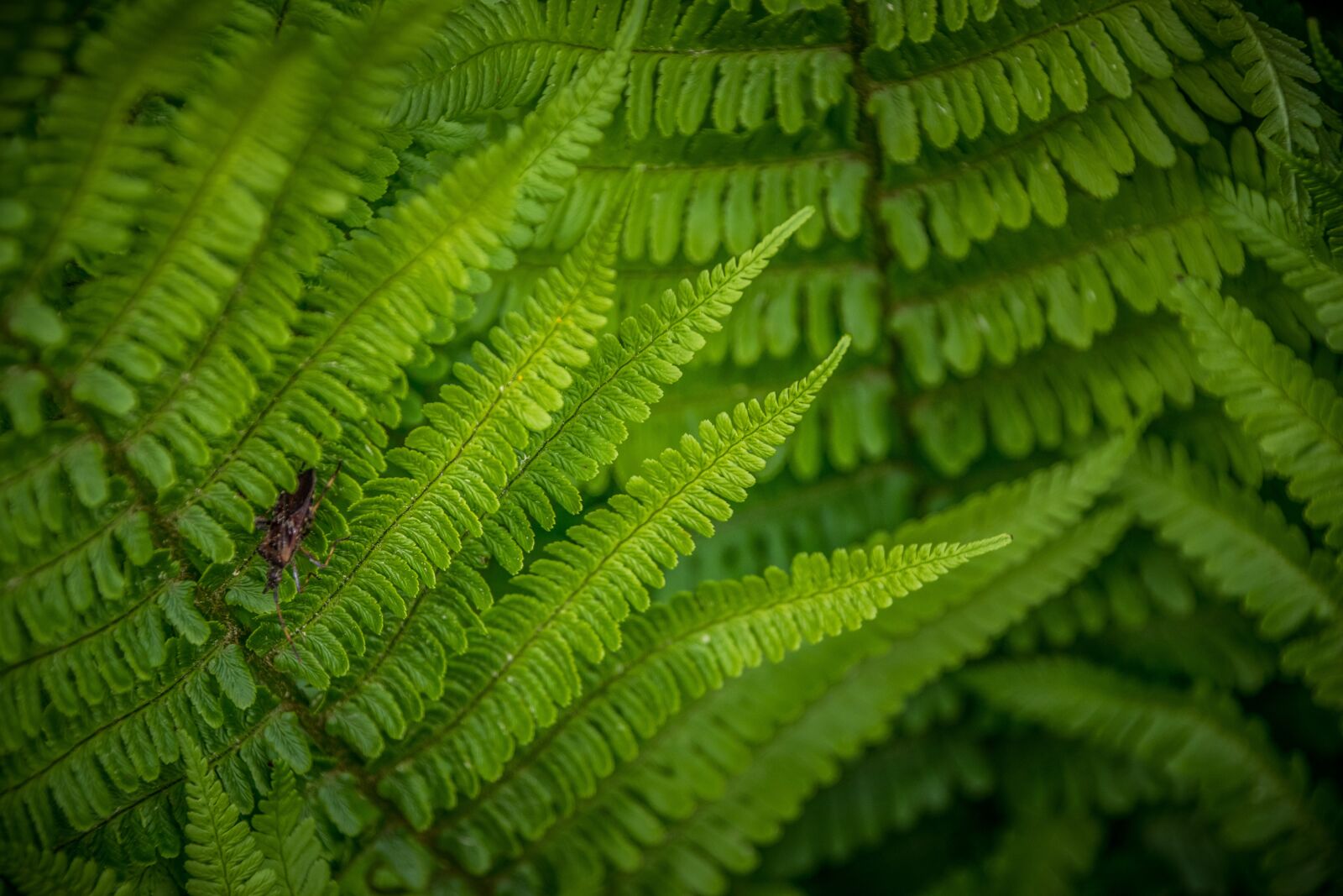 Nikon D5300 sample photo. Kapradína, green, foliage photography