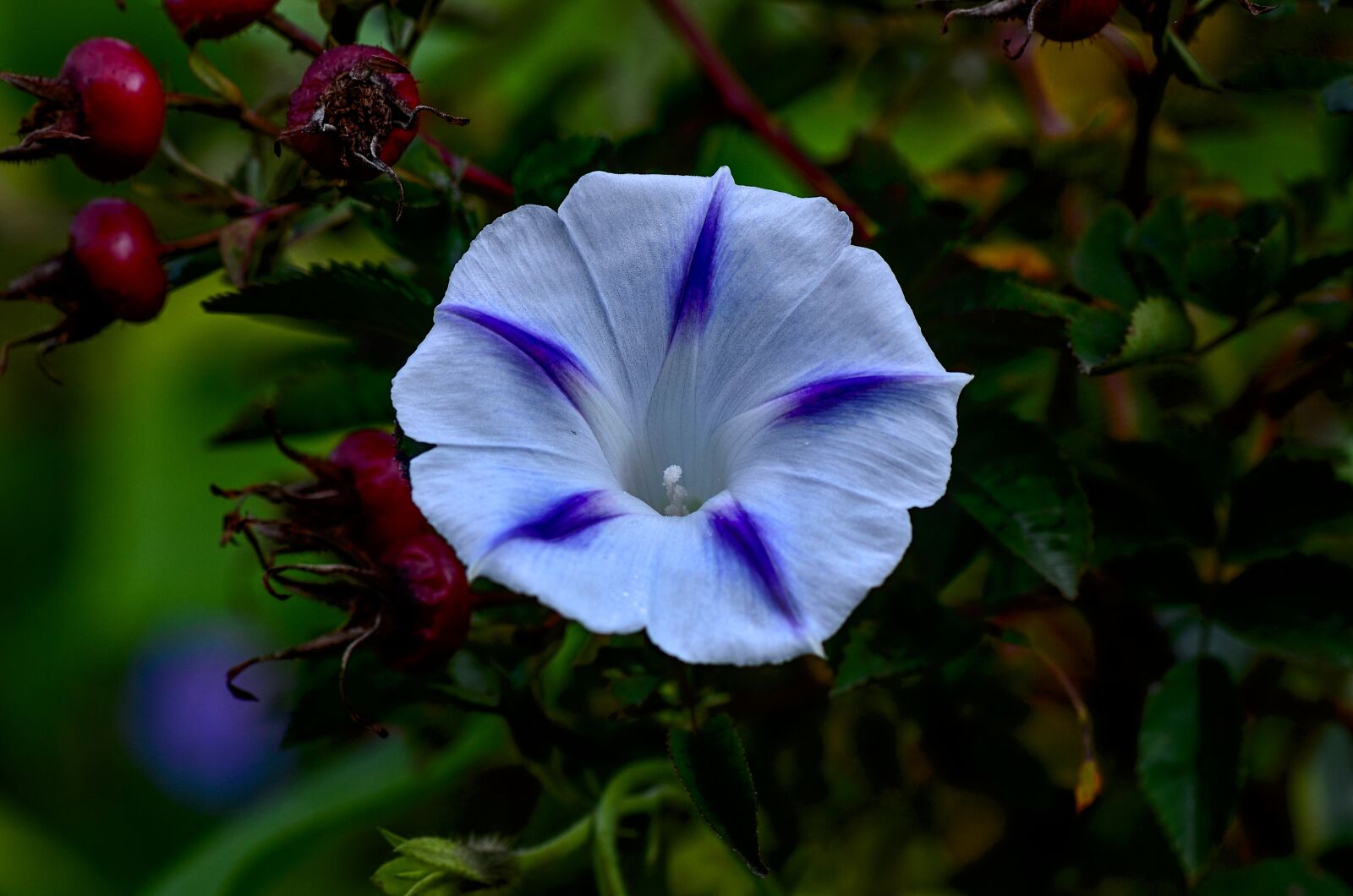 Nikon D7000 sample photo. Funnel thread, blossom, bloom photography