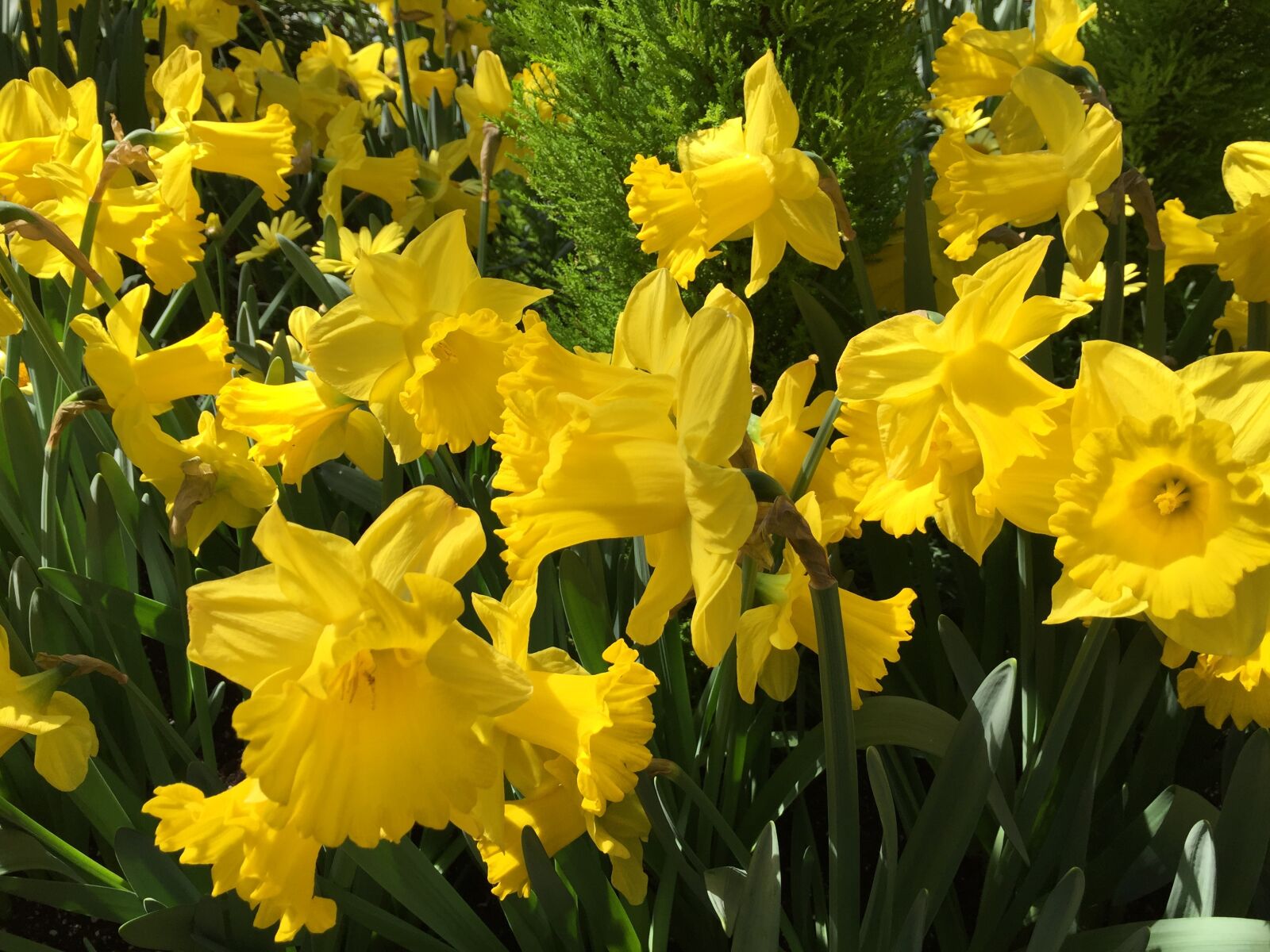 Apple iPhone 6 sample photo. Daffodils, spring, flowers photography