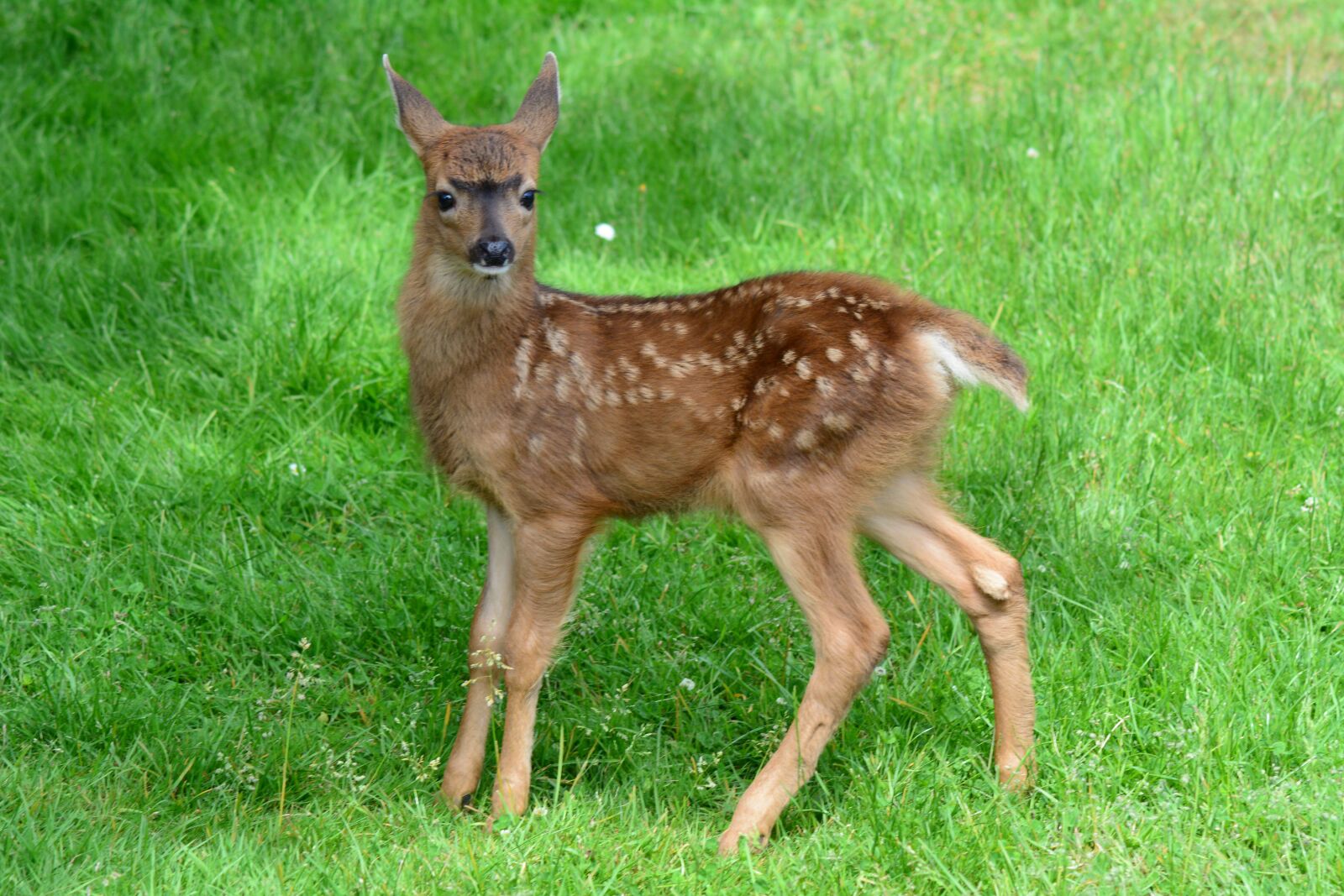 Nikon D7100 sample photo. Fawn, deer, nature photography