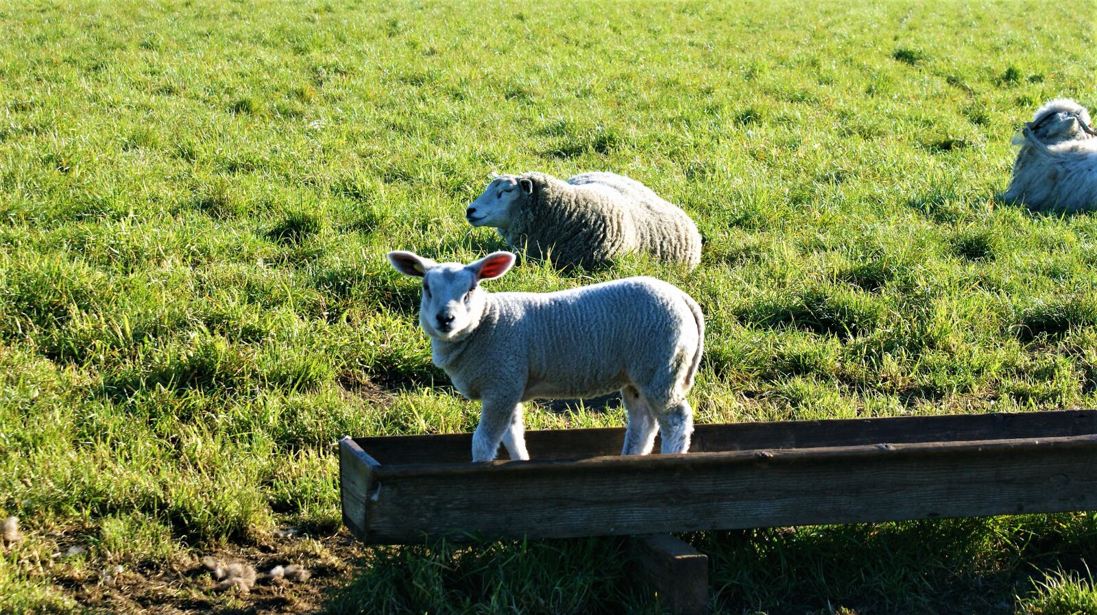 Sony Alpha DSLR-A350 sample photo. Lamb, nationwide, pasture photography