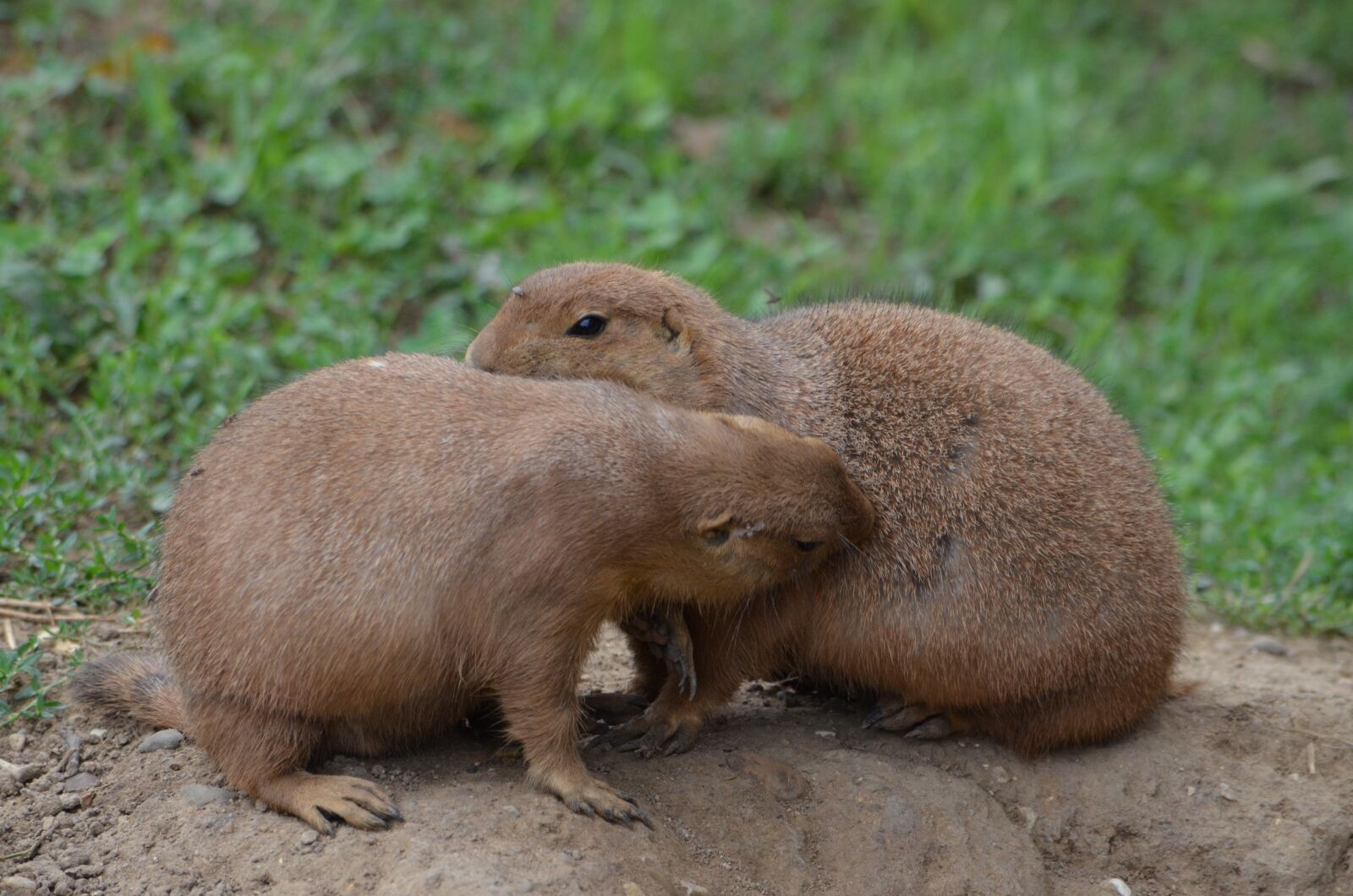 Nikon D7000 sample photo. Animal, nature, mammal photography