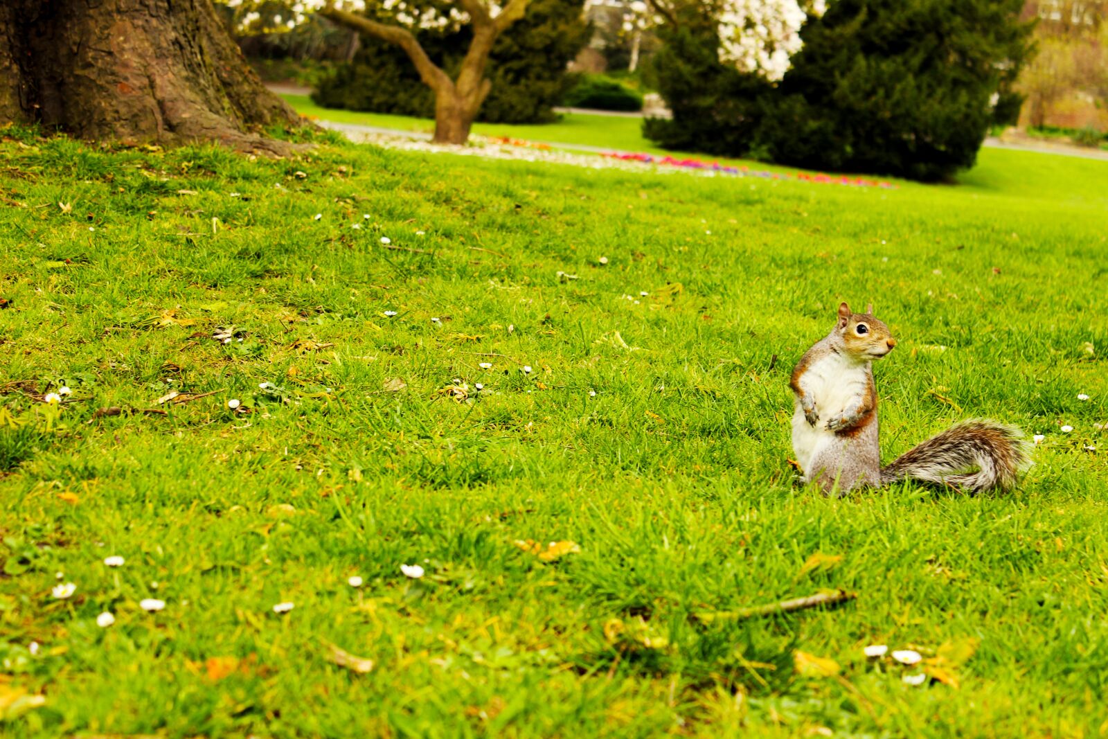 Canon EOS 600D (Rebel EOS T3i / EOS Kiss X5) sample photo. London, squirrel, park photography
