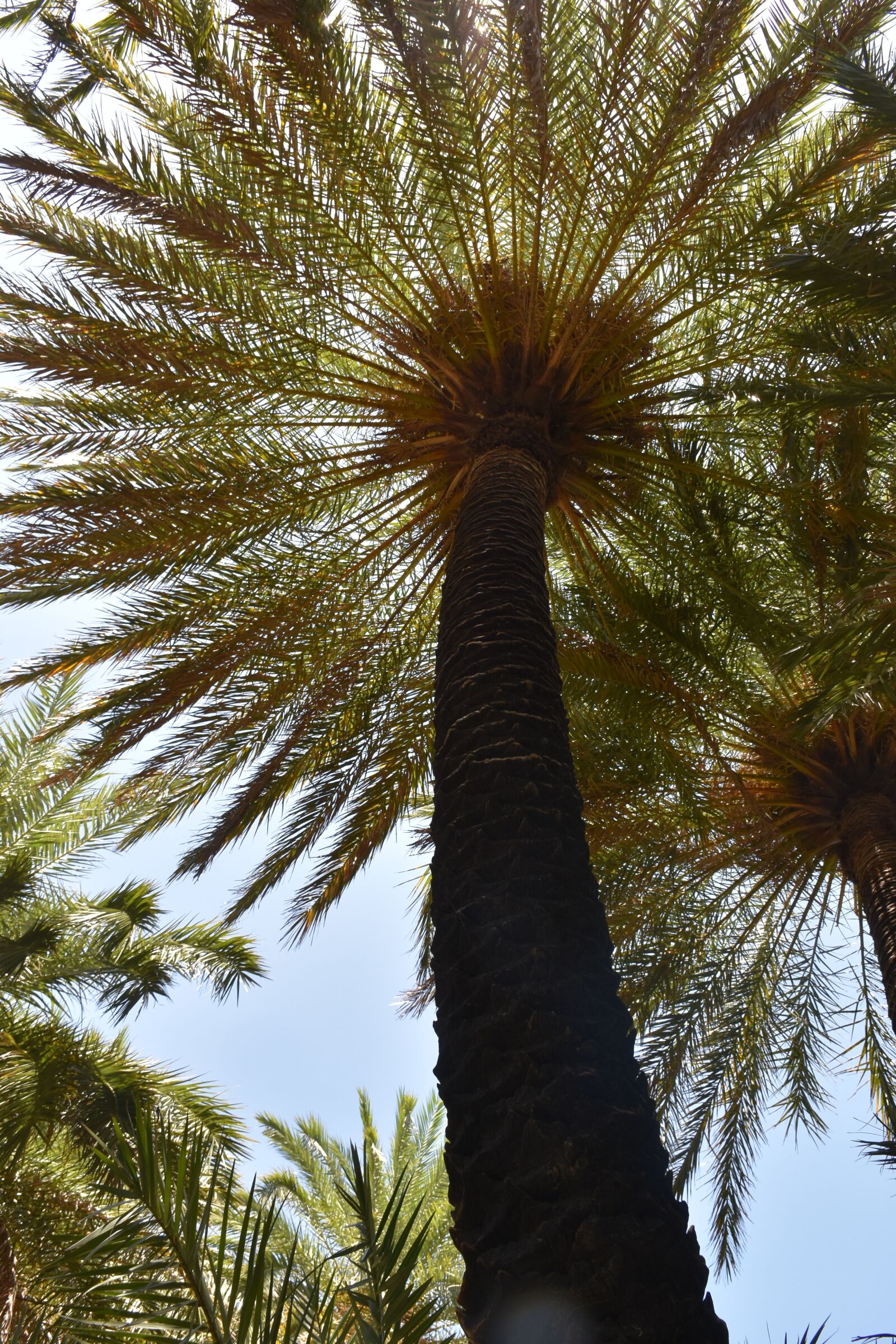 Nikon D5500 sample photo. Palm, summer, vacations photography