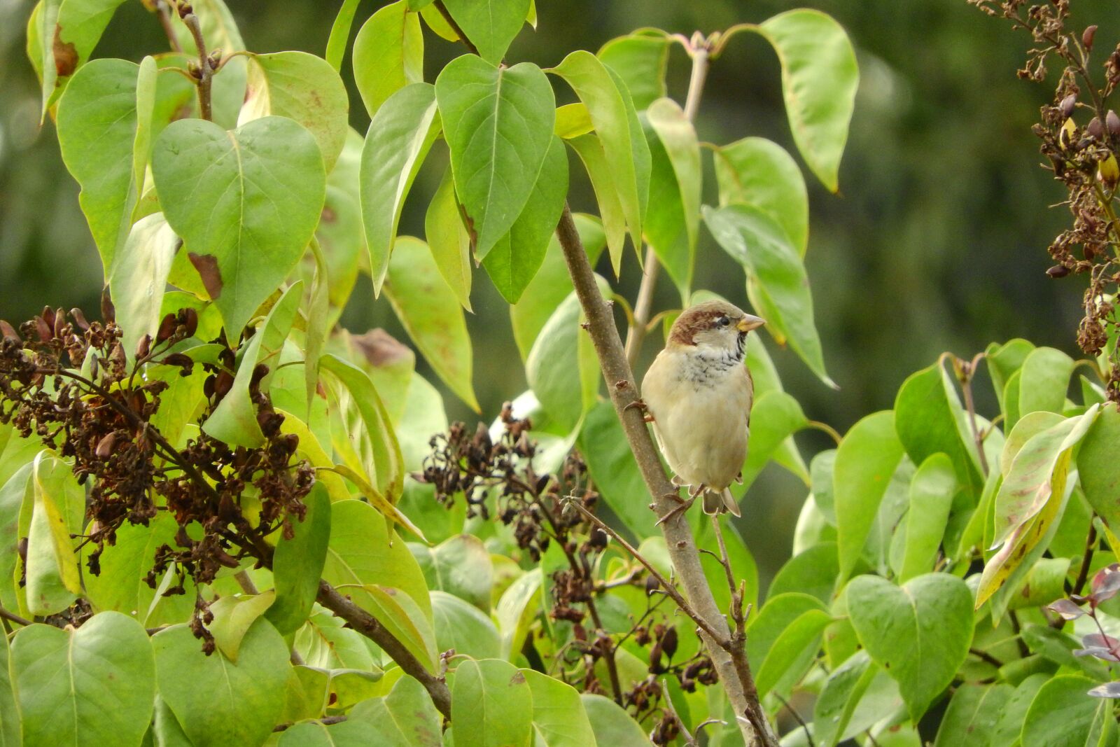 Nikon Coolpix P610 sample photo. Passer domesticus, bird in photography