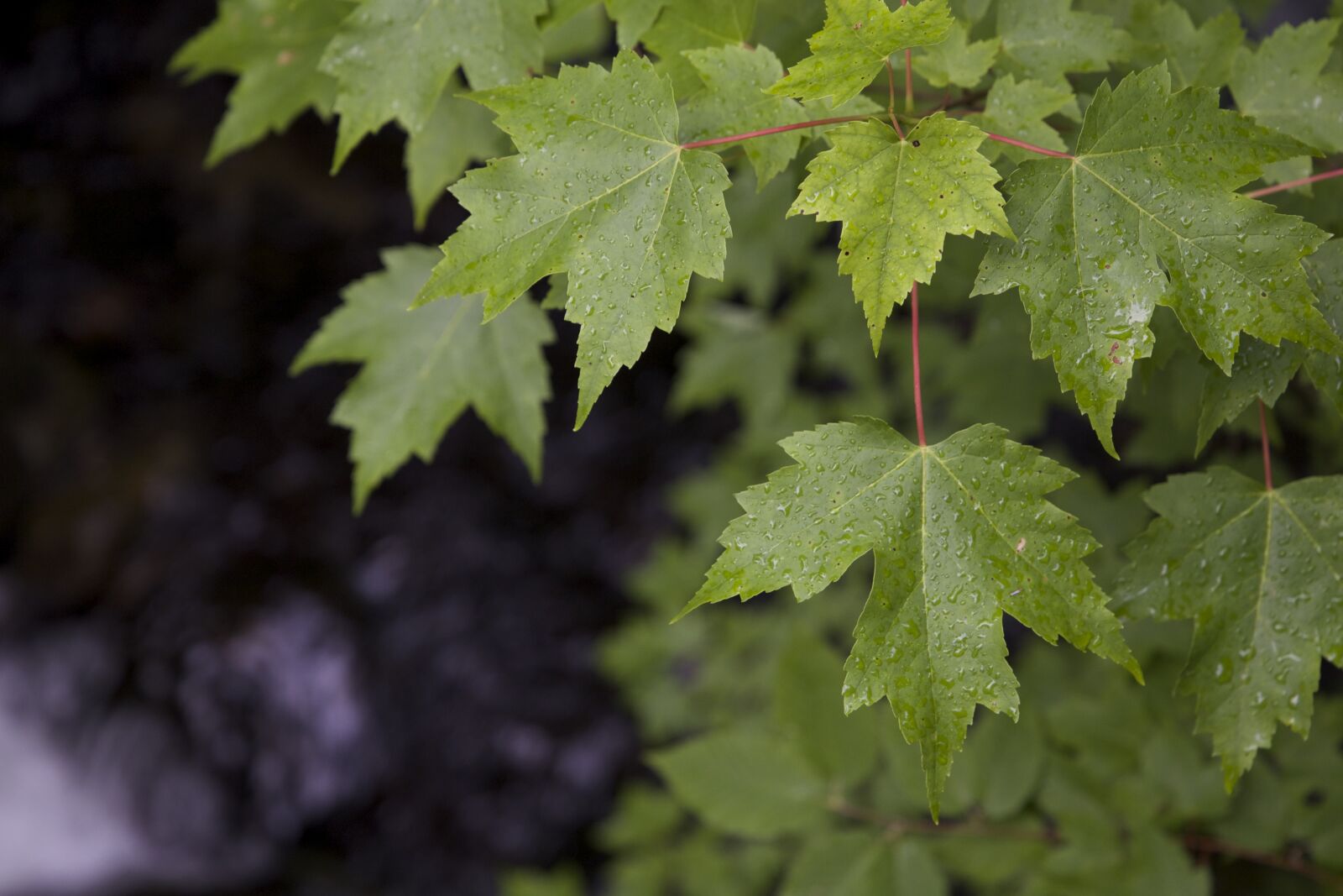 Canon EOS 6D sample photo. Green, leaf, plant photography
