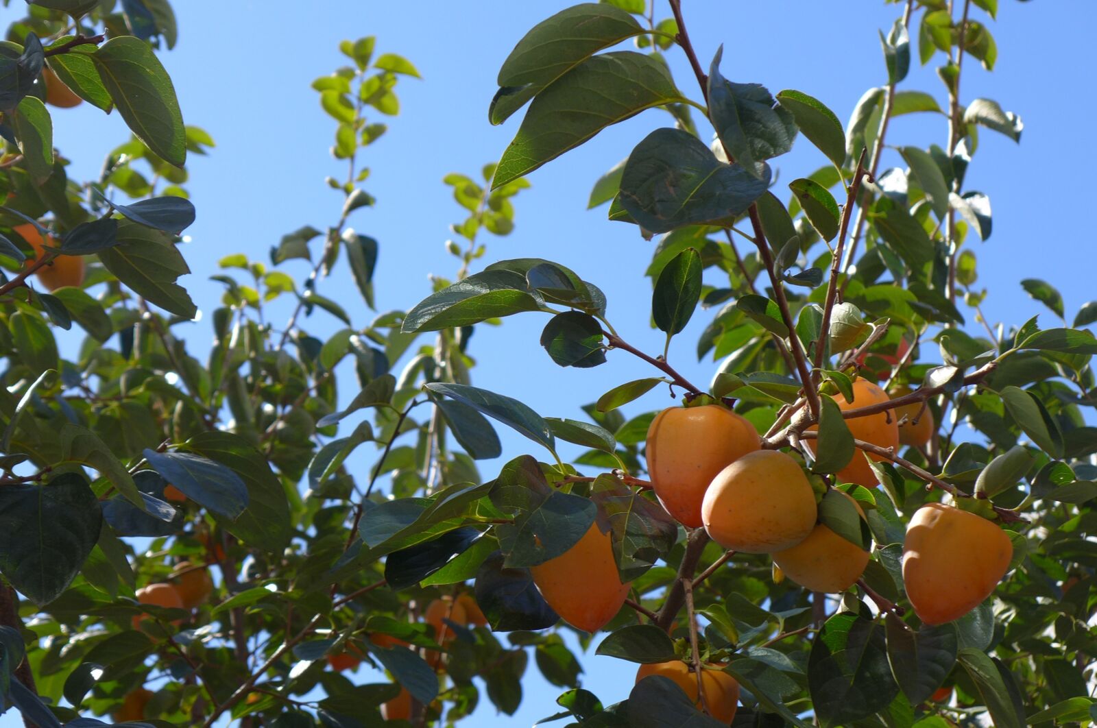 Panasonic Lumix DMC-LX7 sample photo. Sky, autumn, persimmon photography
