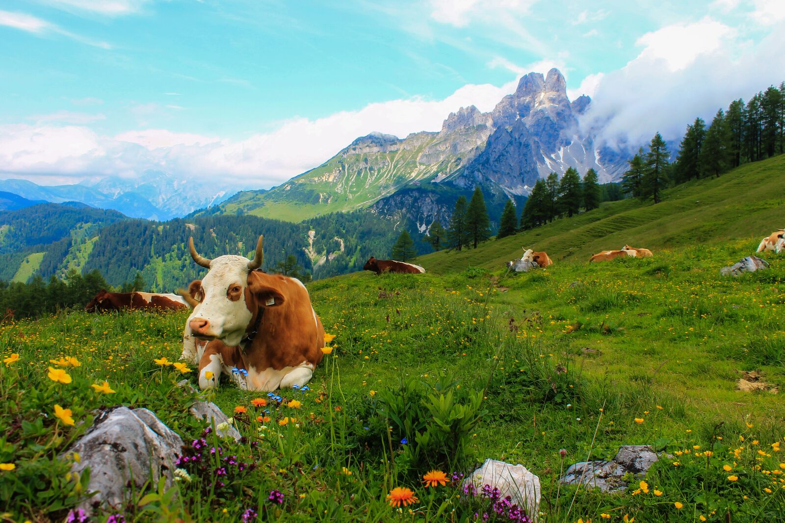 Canon EOS 1100D (EOS Rebel T3 / EOS Kiss X50) sample photo. Cow, landscape, mountains photography
