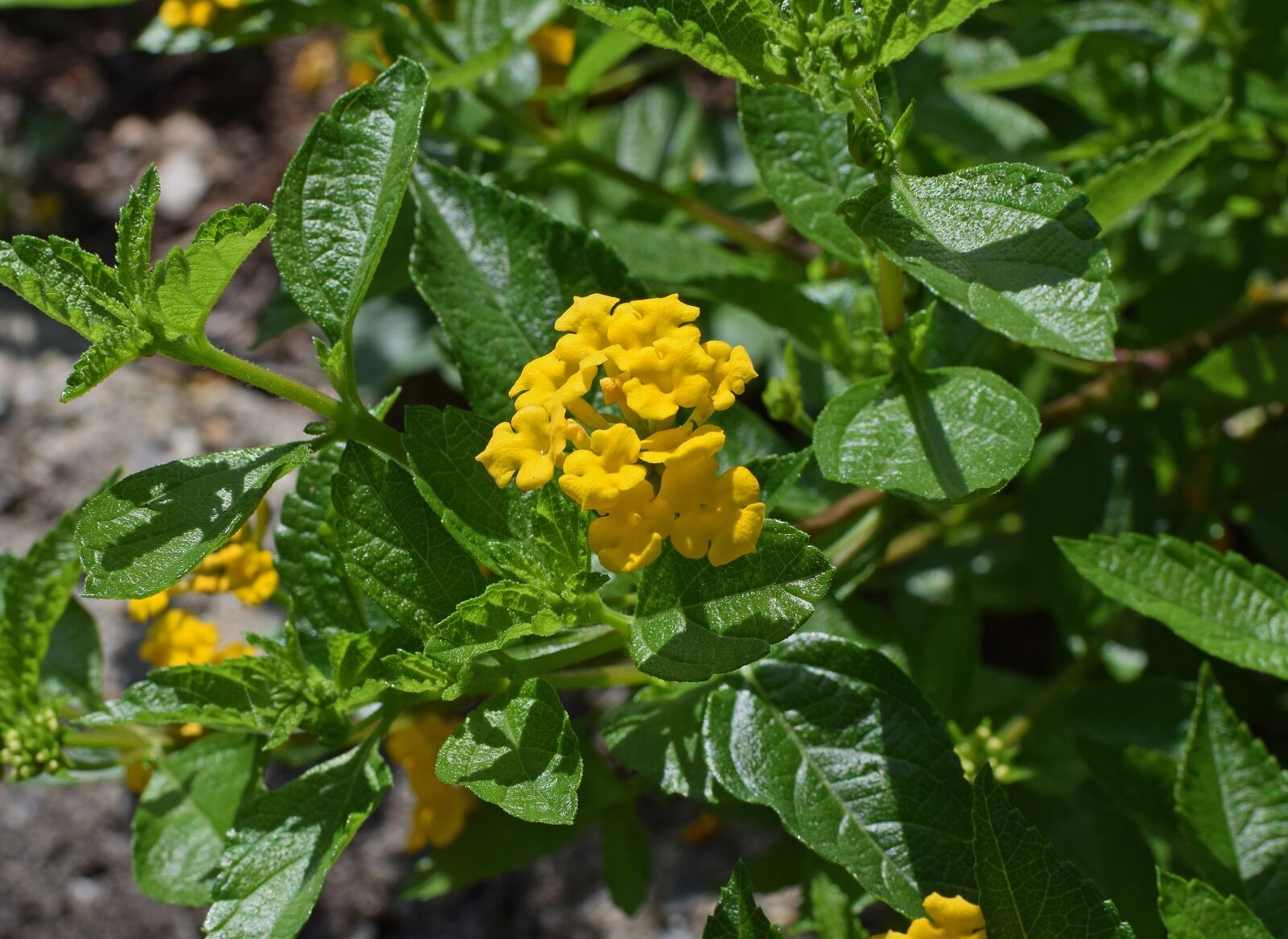 Nikon D3300 sample photo. Yellow lantana, flower, blossom photography
