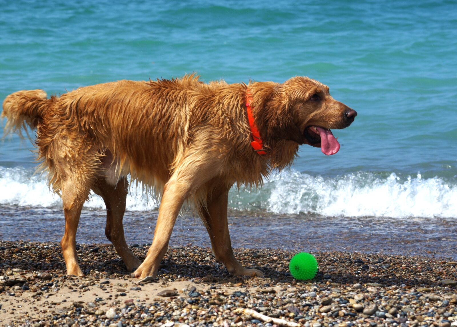 Nikon D5100 sample photo. Dogs, beach, wet photography