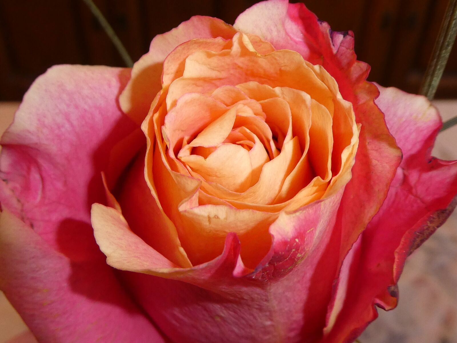 Panasonic DMC-TZ81 sample photo. Rose, flower, imperfect photography