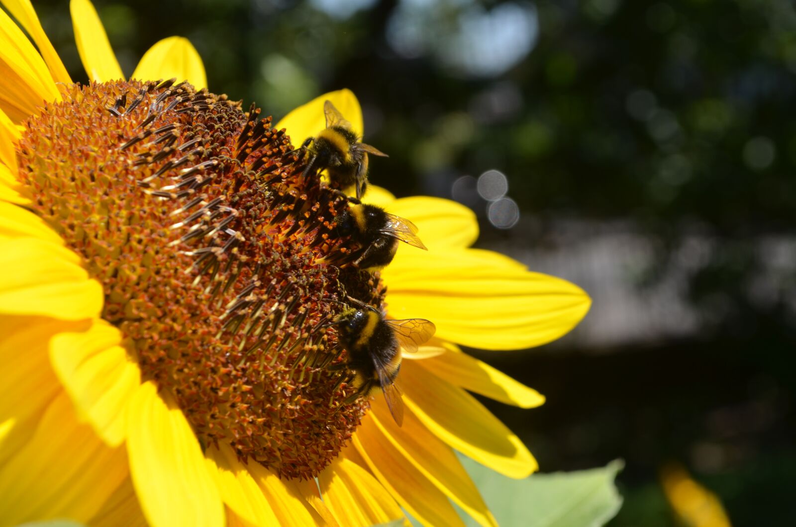 Nikon D5100 sample photo. Flower basket, sunflower, bumblebees photography