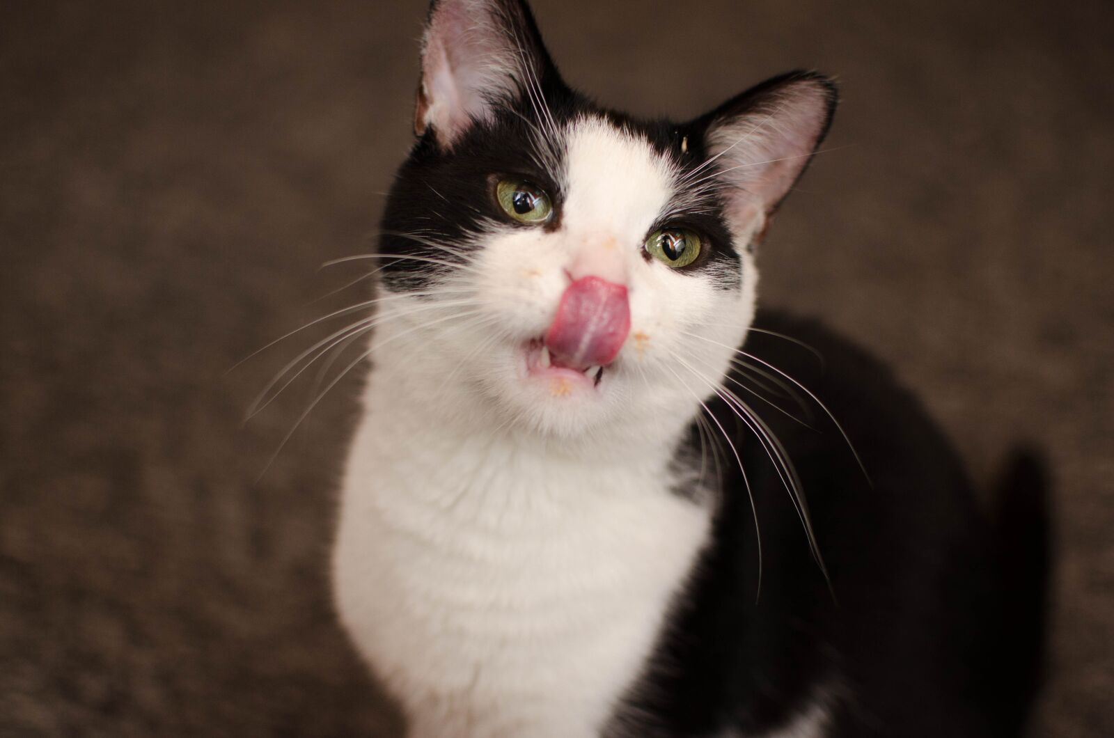 Nikon D7000 sample photo. Cat, home, dachowiec photography