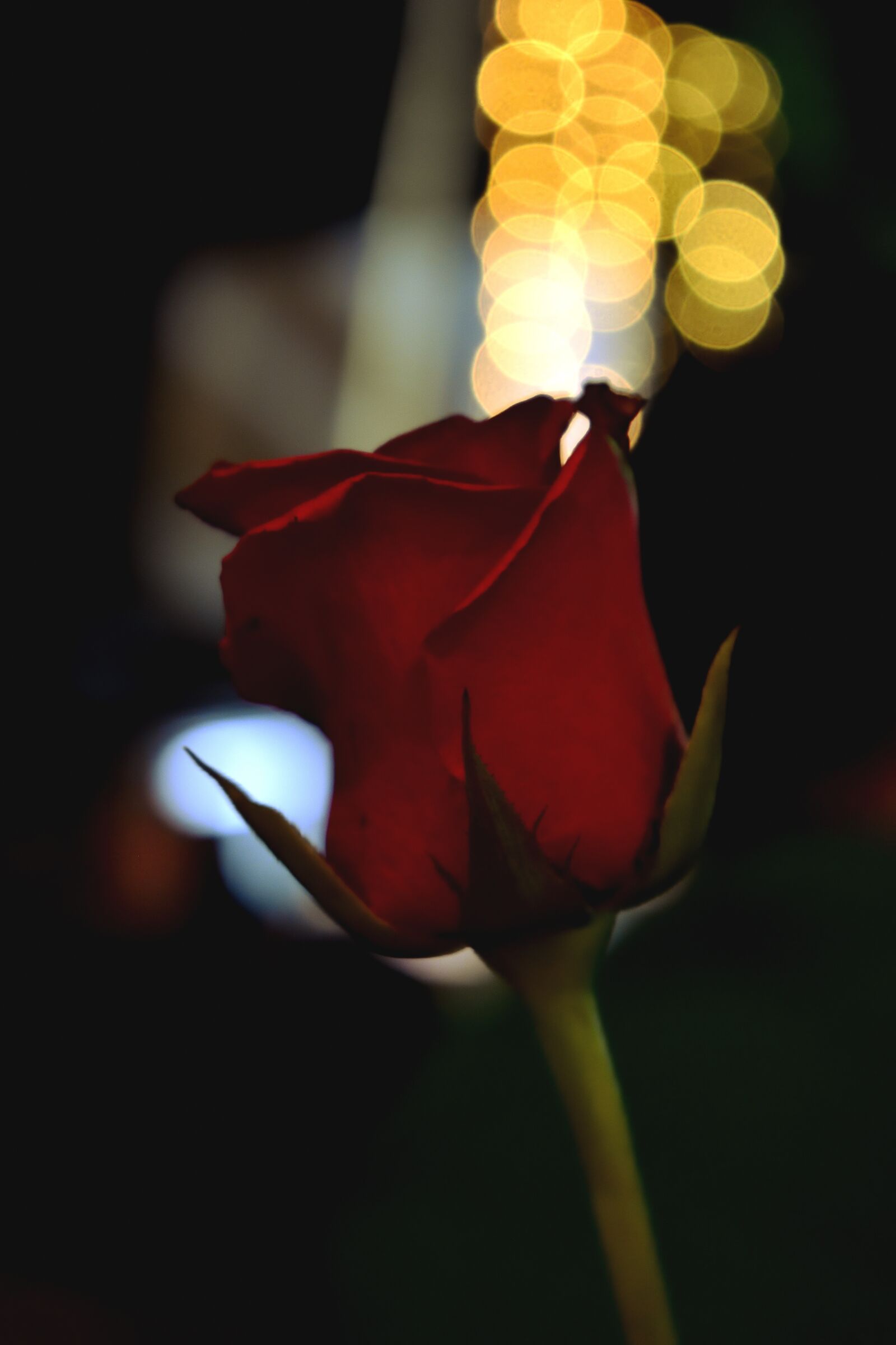 Nikon D3400 sample photo. Roses, bokeh, nice photography