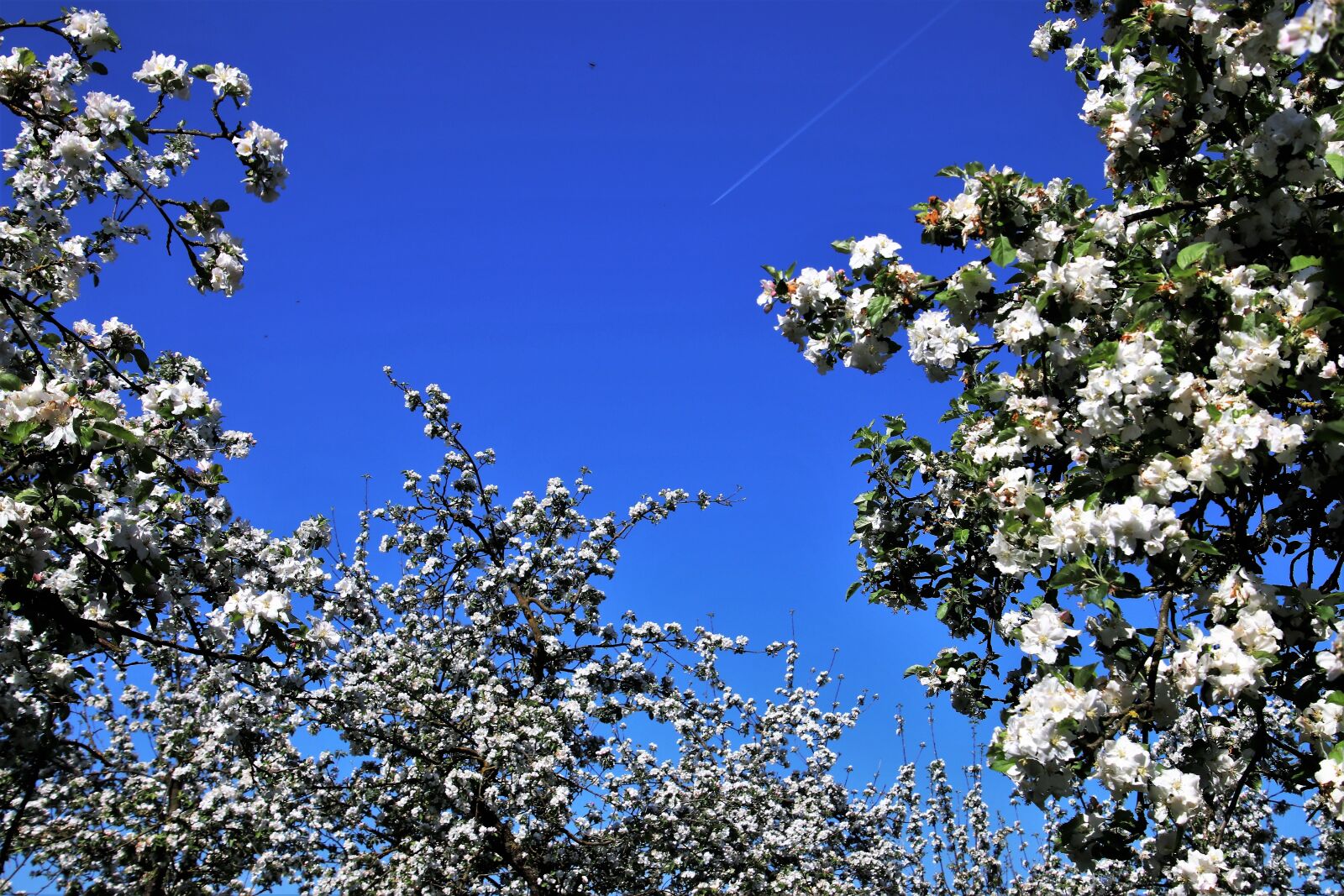 Canon EOS 80D sample photo. Spring, sad, fruit trees photography