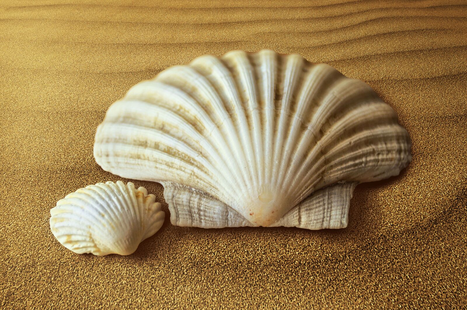 Nikon D3200 sample photo. Shells, oyster, molluscum photography