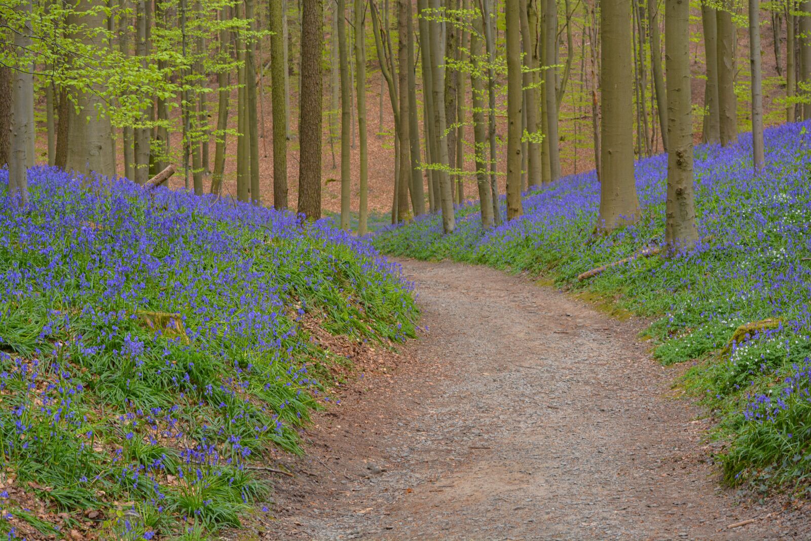 Nikon D5200 sample photo. Road, forest, nature photography