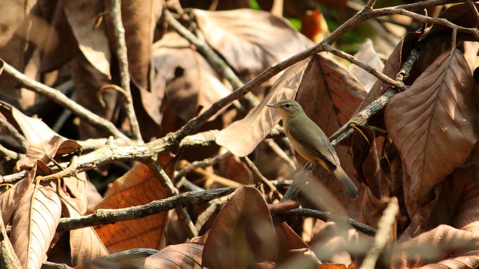 Canon EOS 1300D (EOS Rebel T6 / EOS Kiss X80) sample photo. Kerala, india, warbler photography
