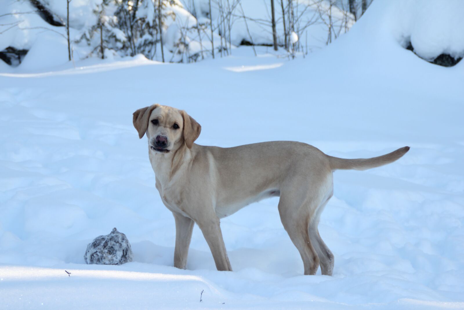 Canon EOS 550D (EOS Rebel T2i / EOS Kiss X4) sample photo. Retriever, dog, yellow labrador photography