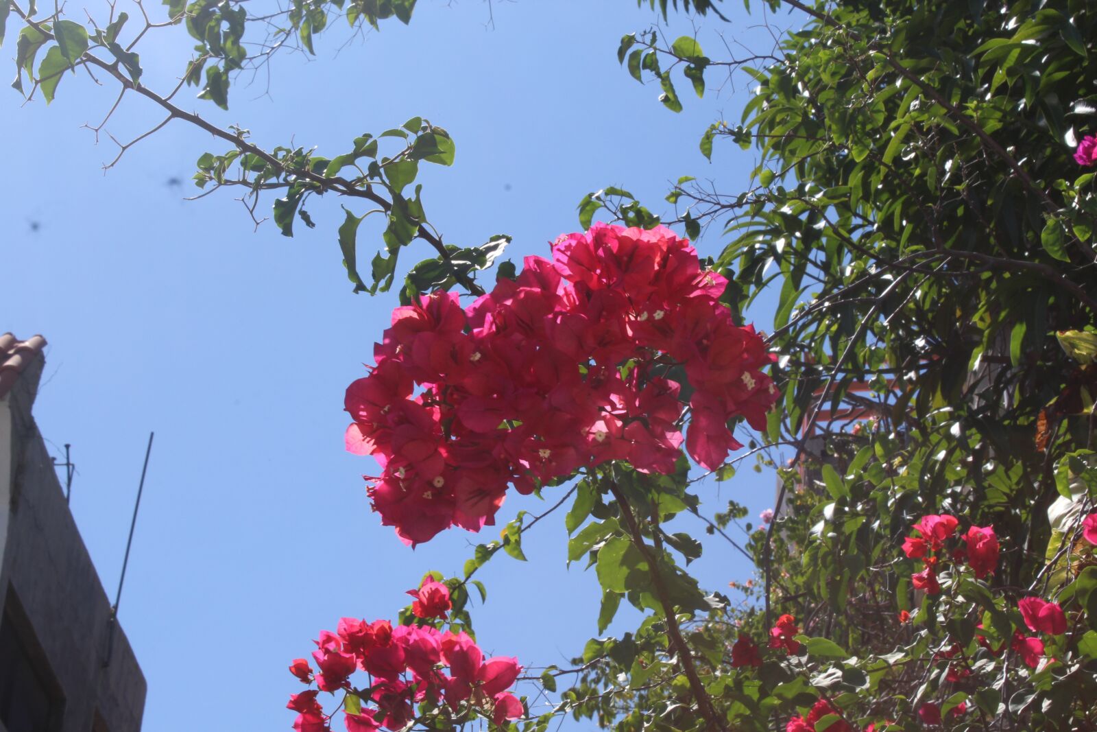 Canon EOS 1200D (EOS Rebel T5 / EOS Kiss X70 / EOS Hi) sample photo. Bugambilias, cielo, azul photography
