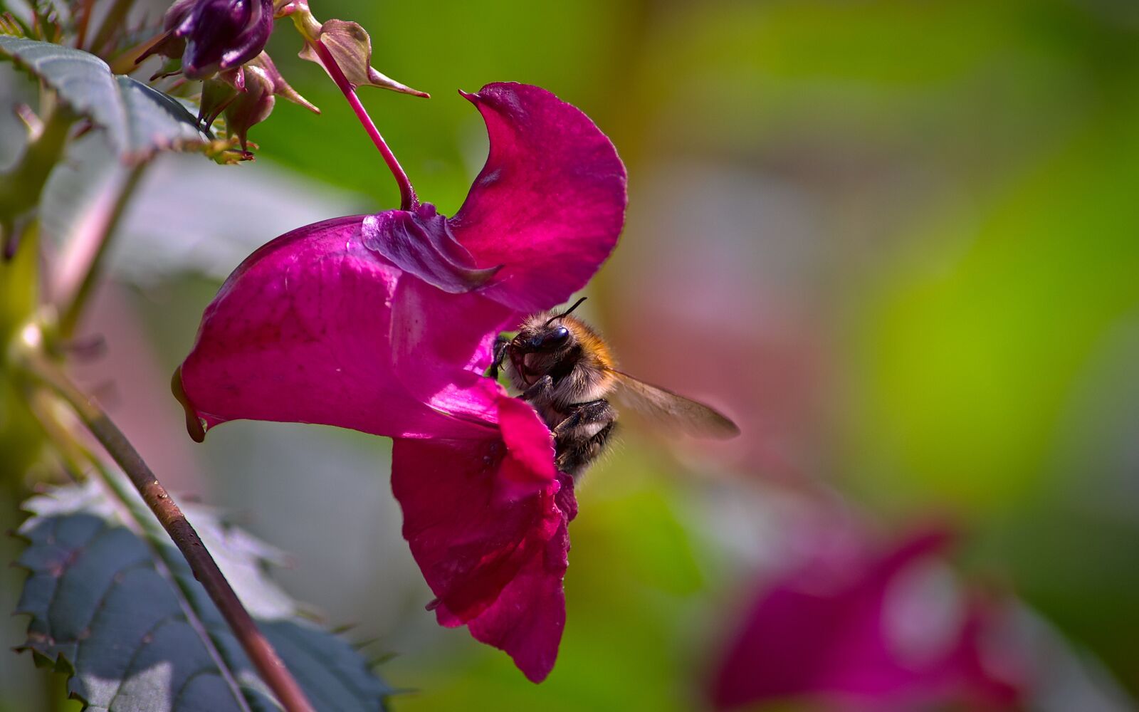 Nikon D5000 sample photo. Bumblebee, impatiens, flower photography