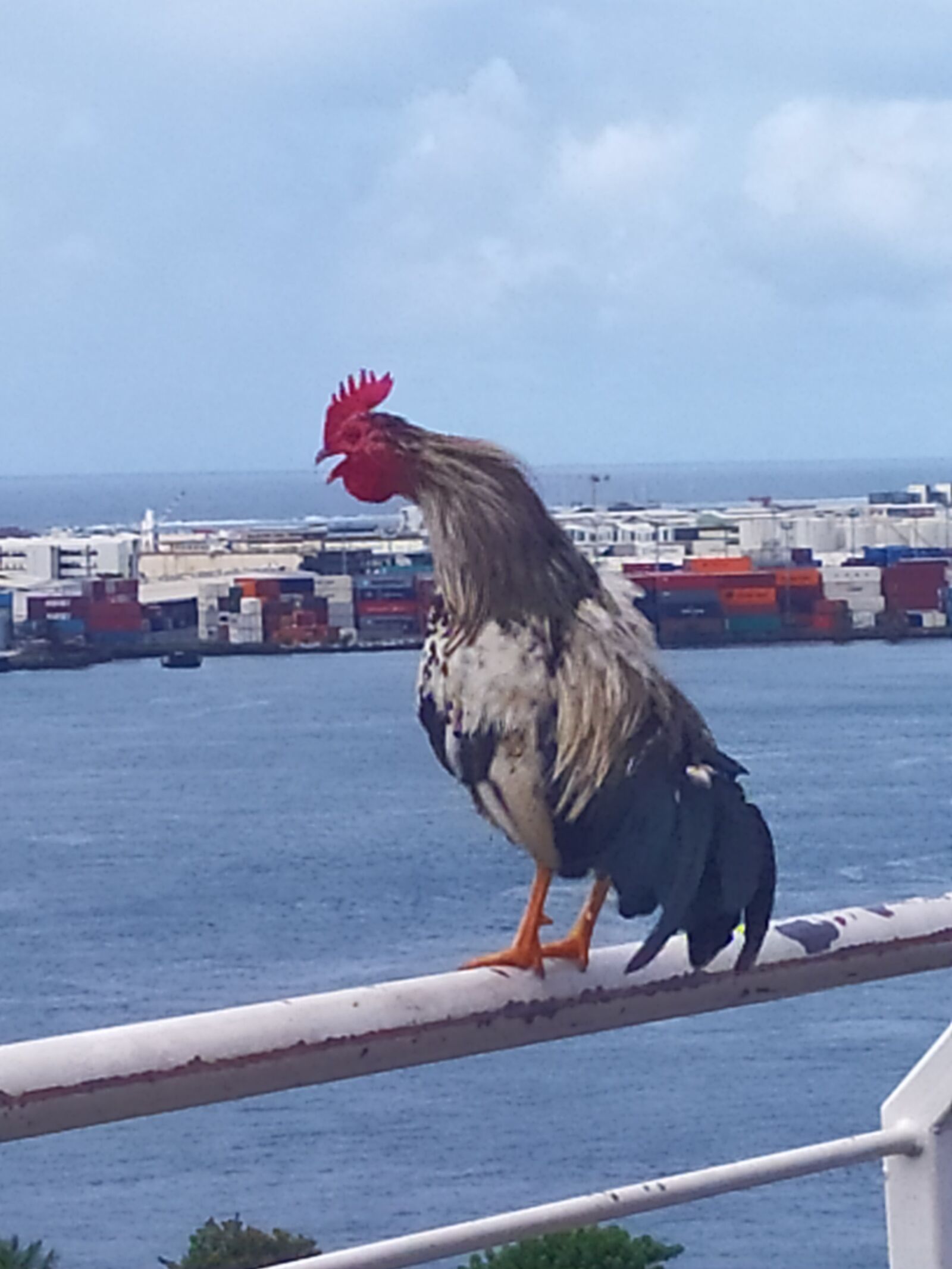Xiaomi Redmi Note 7 sample photo. Animal, sea, cry photography
