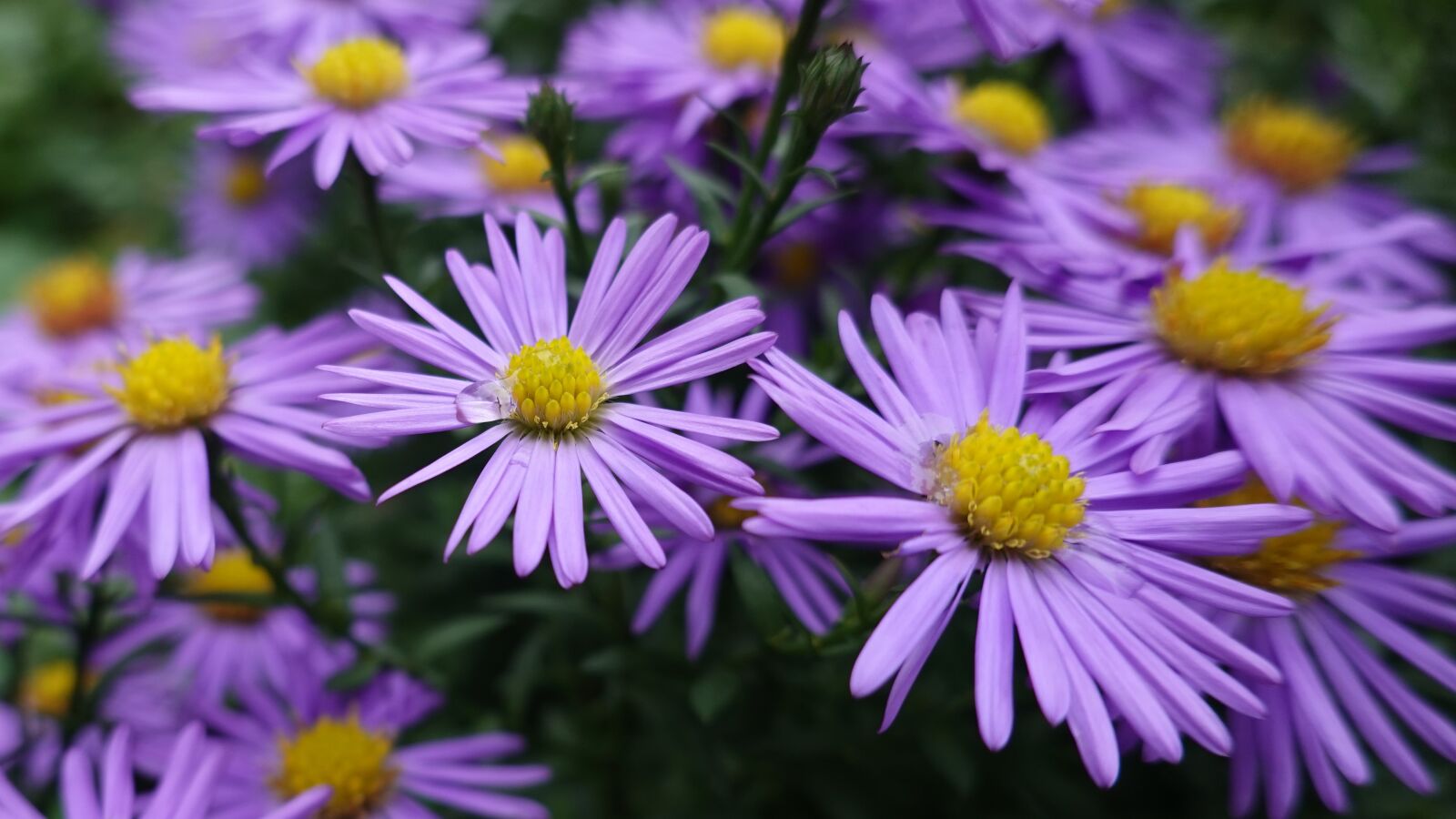 Sony Cyber-shot DSC-RX100 VI sample photo. Herfstasters, asters, purple photography