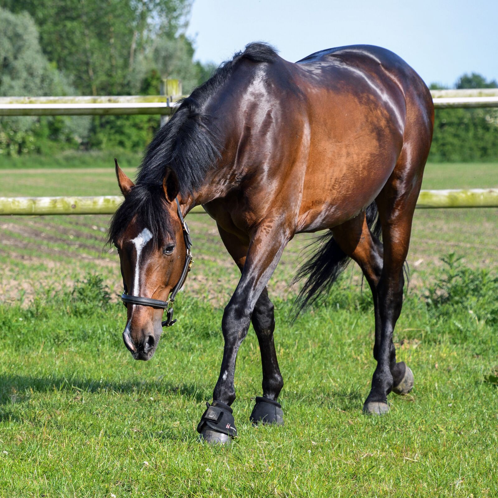 Nikon D500 sample photo. Horse, bai, grass photography