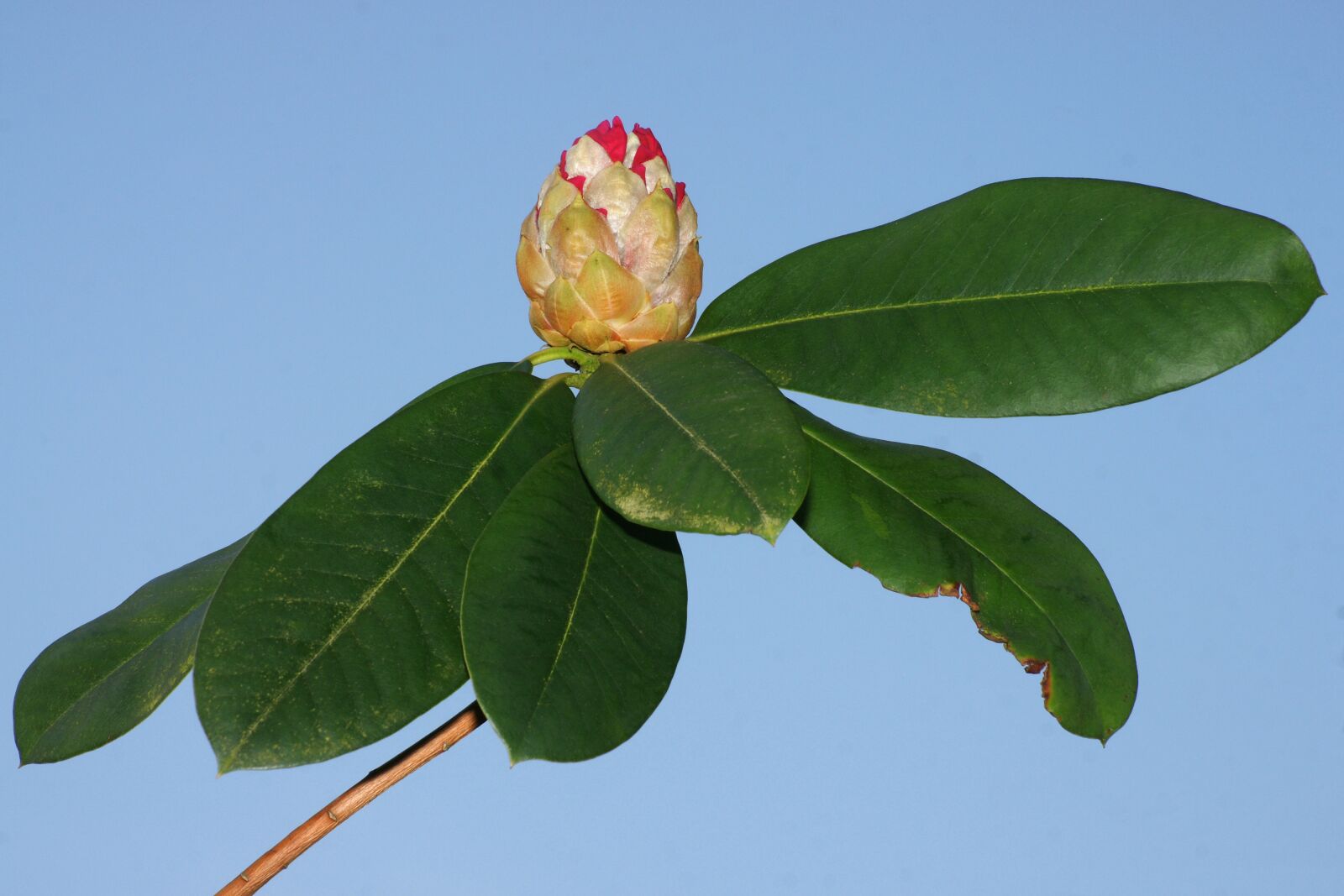 Sony Alpha DSLR-A700 sample photo. Rhododendron, flower, leaf photography
