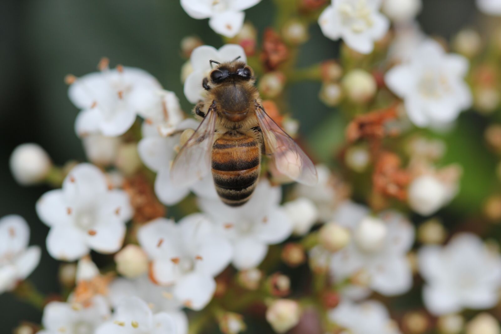 Canon EOS 550D (EOS Rebel T2i / EOS Kiss X4) sample photo. White, bee, green photography