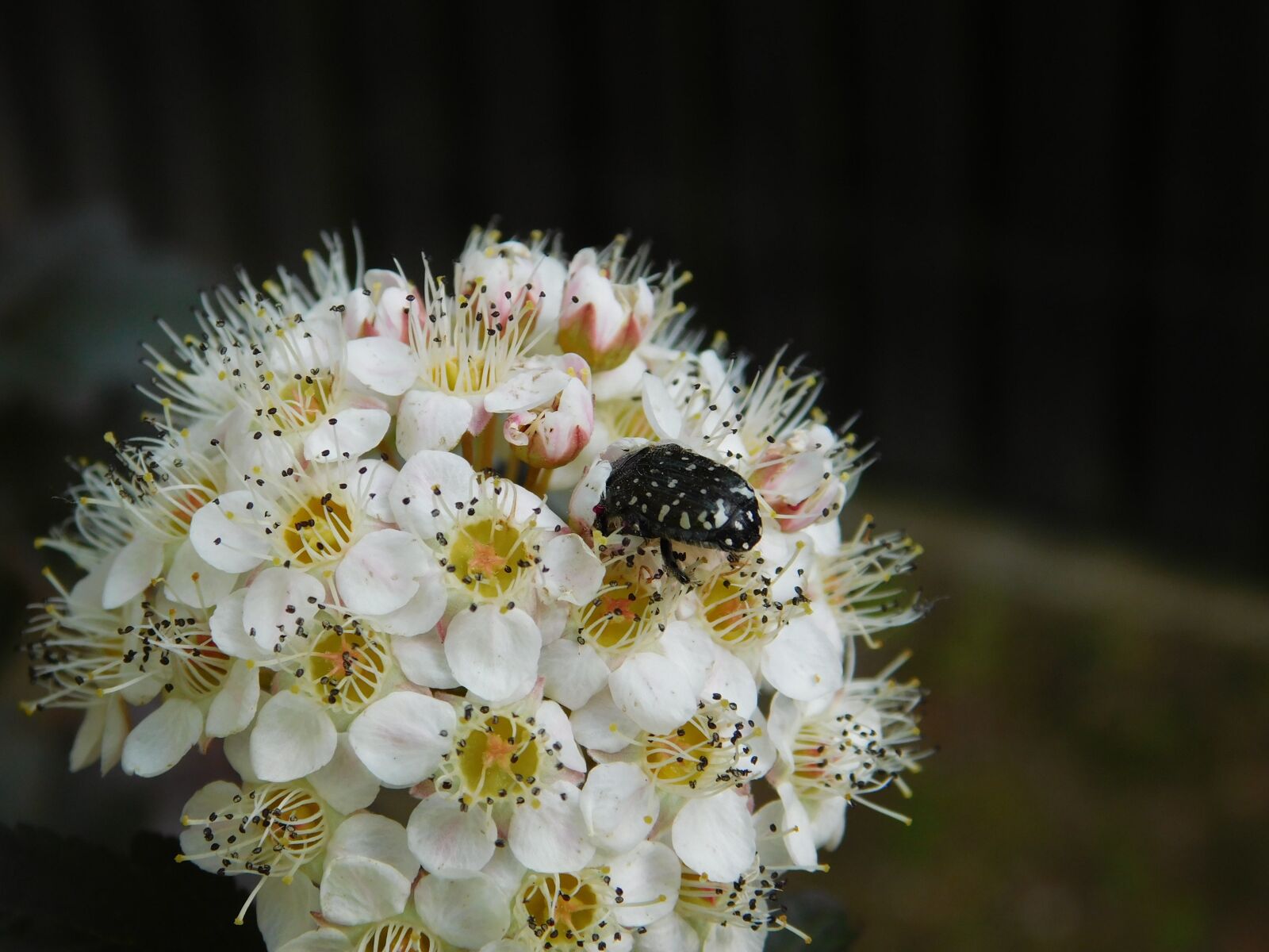 Nikon Coolpix L840 sample photo. Insect, beetle, the beetle photography