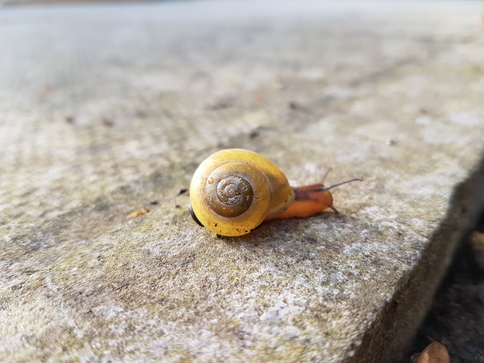 Samsung Galaxy S7 Edge sample photo. Snail, concrete, focus photography
