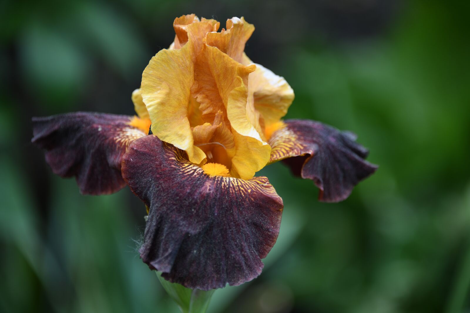 Nikon D850 sample photo. Iris, flower, bloom photography