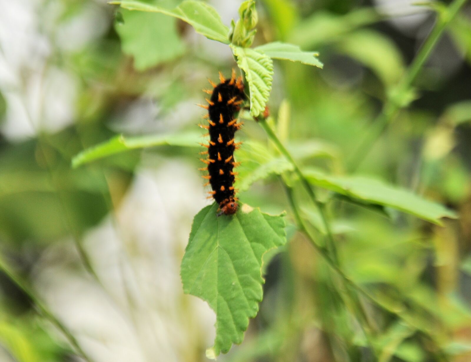 Nikon D90 sample photo. Caterpillar, leaf photography