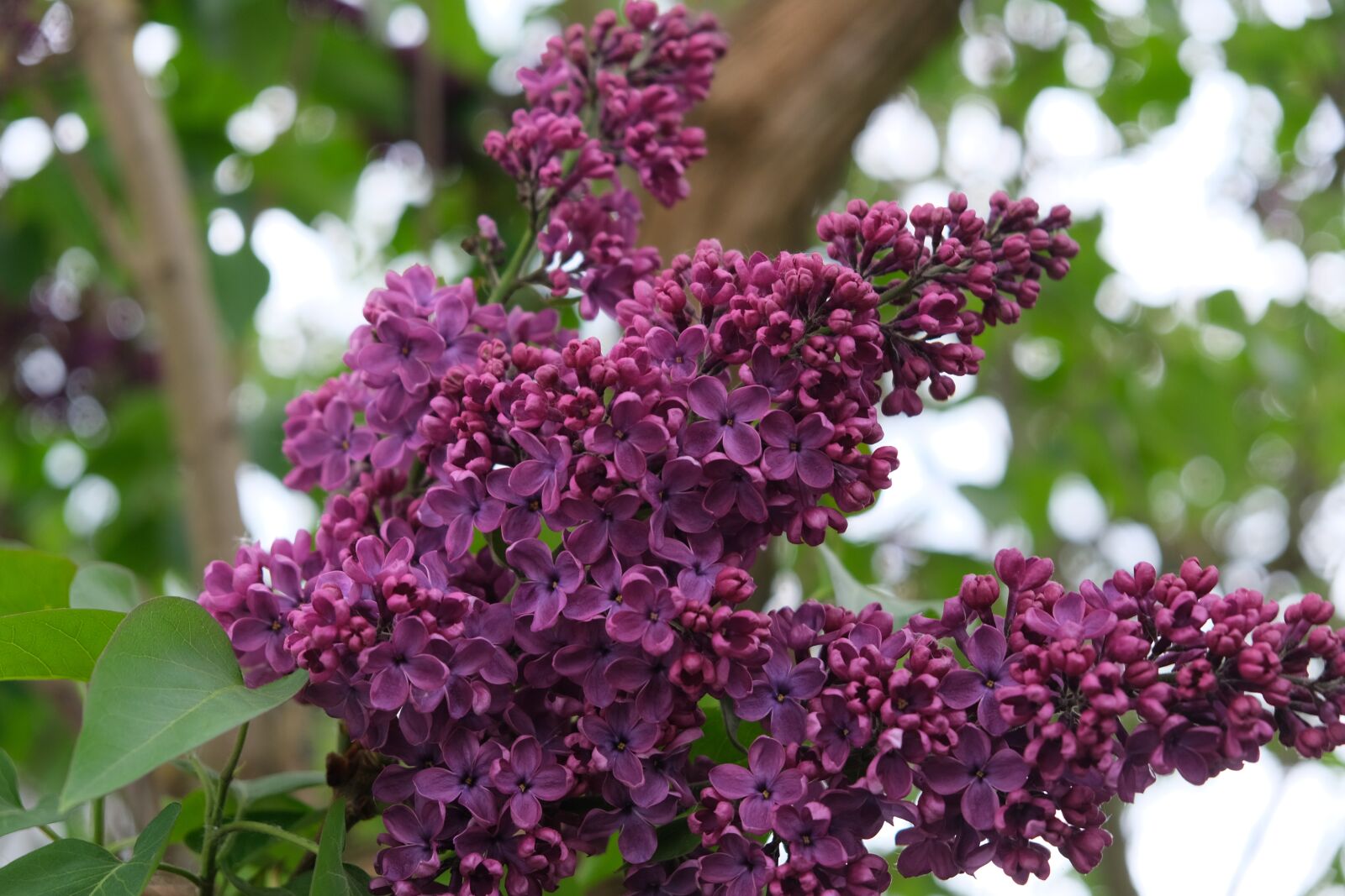 Fujifilm X-T30 sample photo. Lilac, purple, spring photography