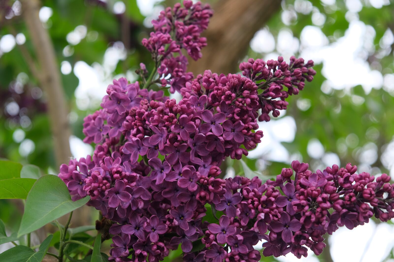 Fujifilm X-T30 + Fujifilm XF 18-55mm F2.8-4 R LM OIS sample photo. Lilac, purple, spring photography