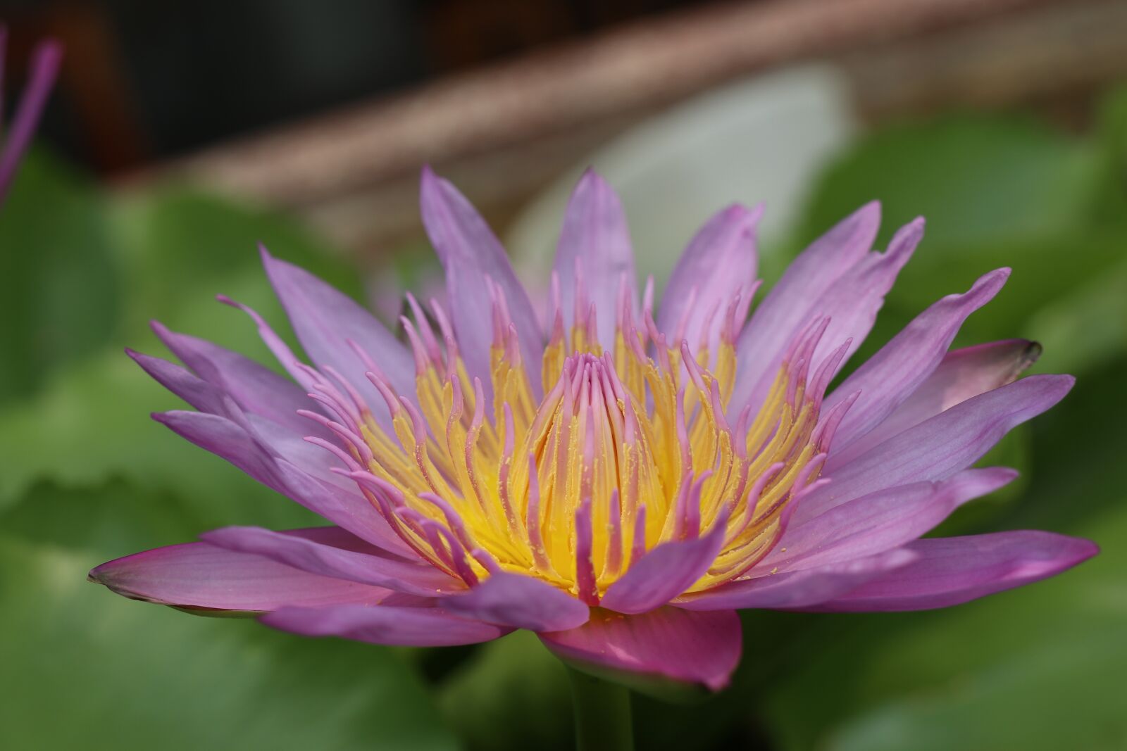 Canon EOS M6 sample photo. Meditation, purple flower, yellow photography