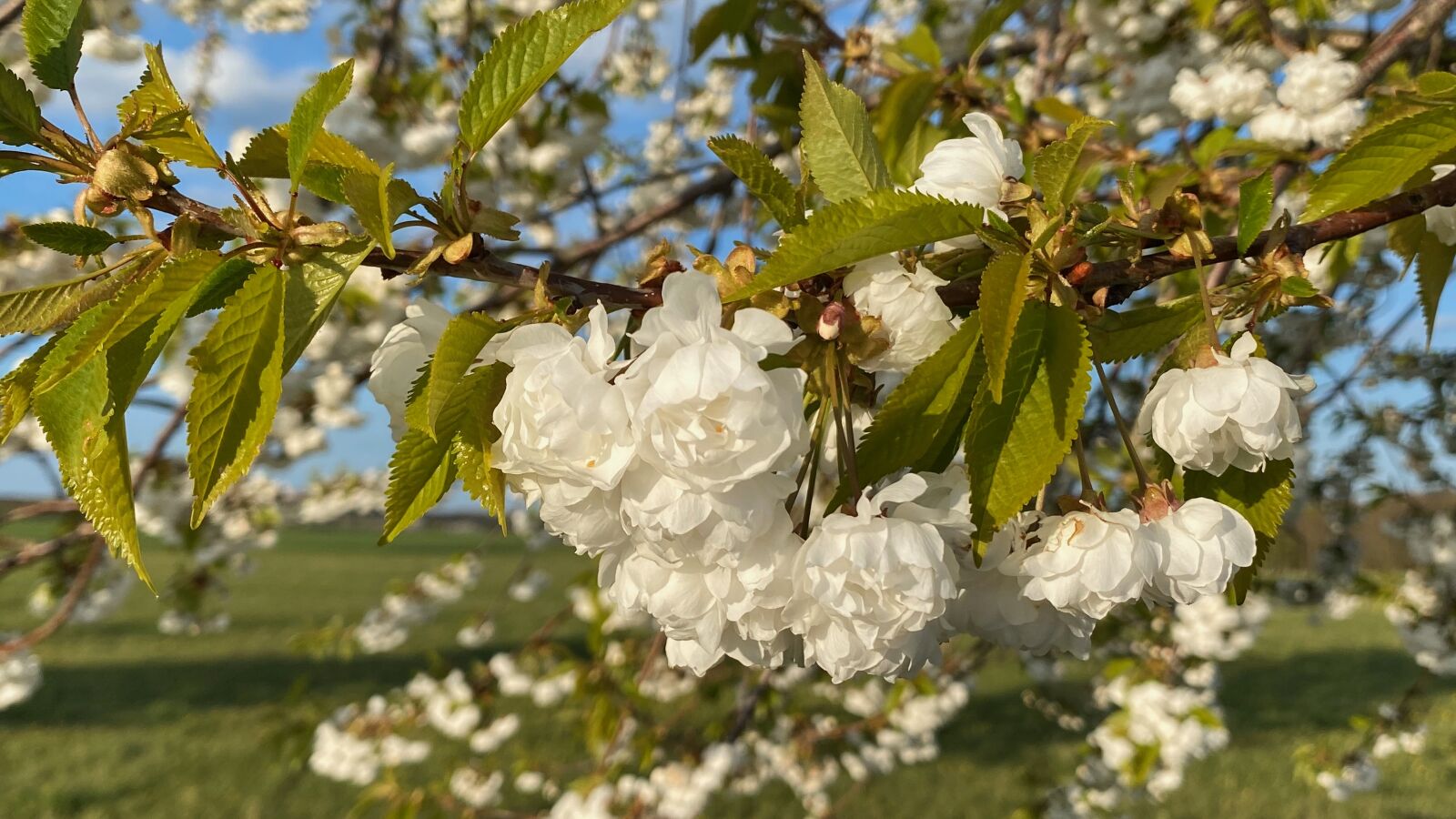 Apple iPhone 11 Pro Max sample photo. Blossom, bloom, cherry blossom photography