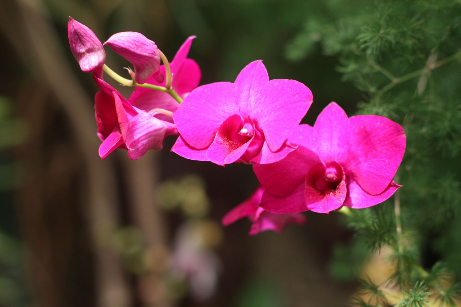 Canon EOS 450D (EOS Rebel XSi / EOS Kiss X2) sample photo. Orchid, pink, flower photography