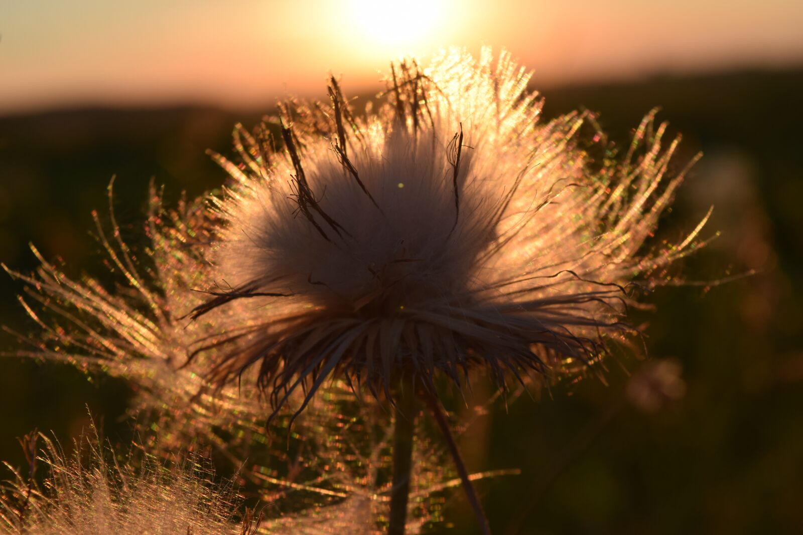 Nikon D3300 sample photo. Sunset, flying seeds, backlighting photography